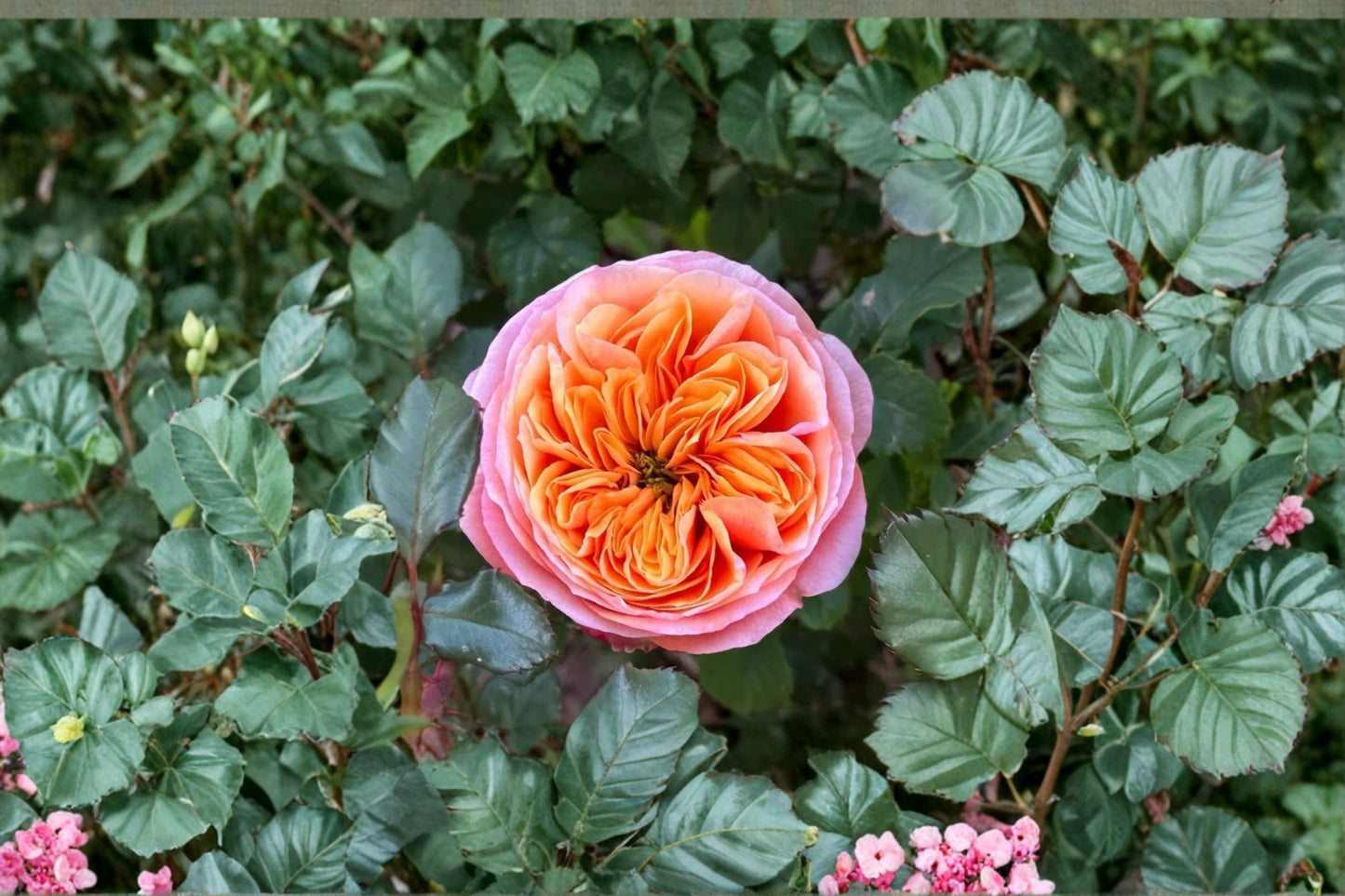 South Park Rose Live Plant – Salmon Pink Cut Flower – Own Root Rose – Vibrant Blooming Garden Rose (Rosa)