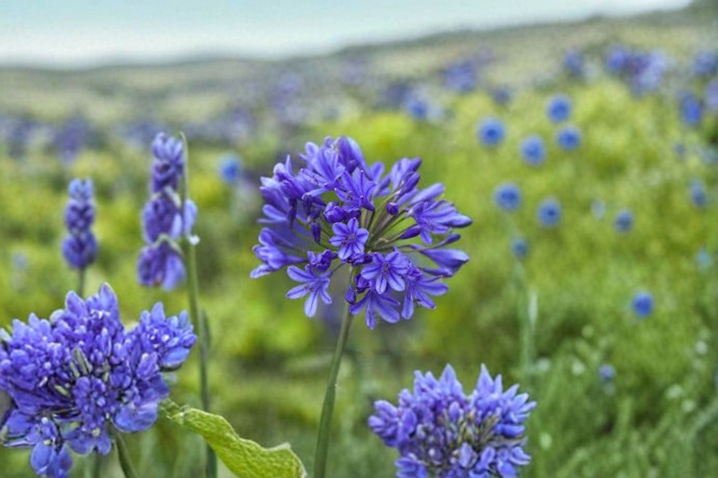 Africans Agapanthus Live Plant – Blue Evergreen Lily of the Nile – Garden Flower, Easy Care, Ornamental, Scientific Name: Agapanthus africanus