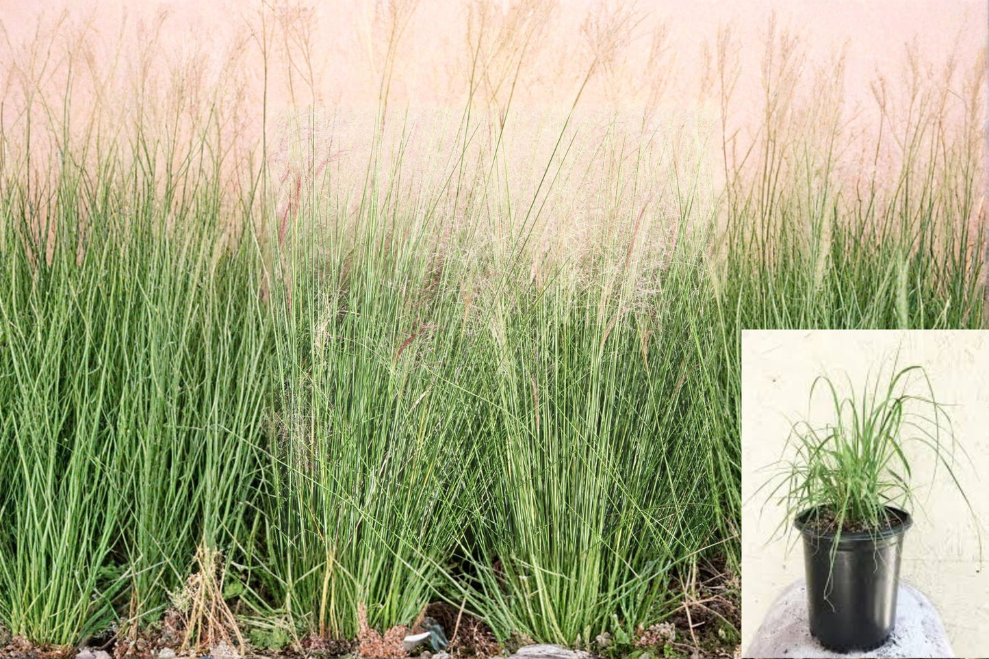 Deer Grass Plant – Muhlenbergia rigens – Drought-Tolerant Ornamental Grass for Gardens