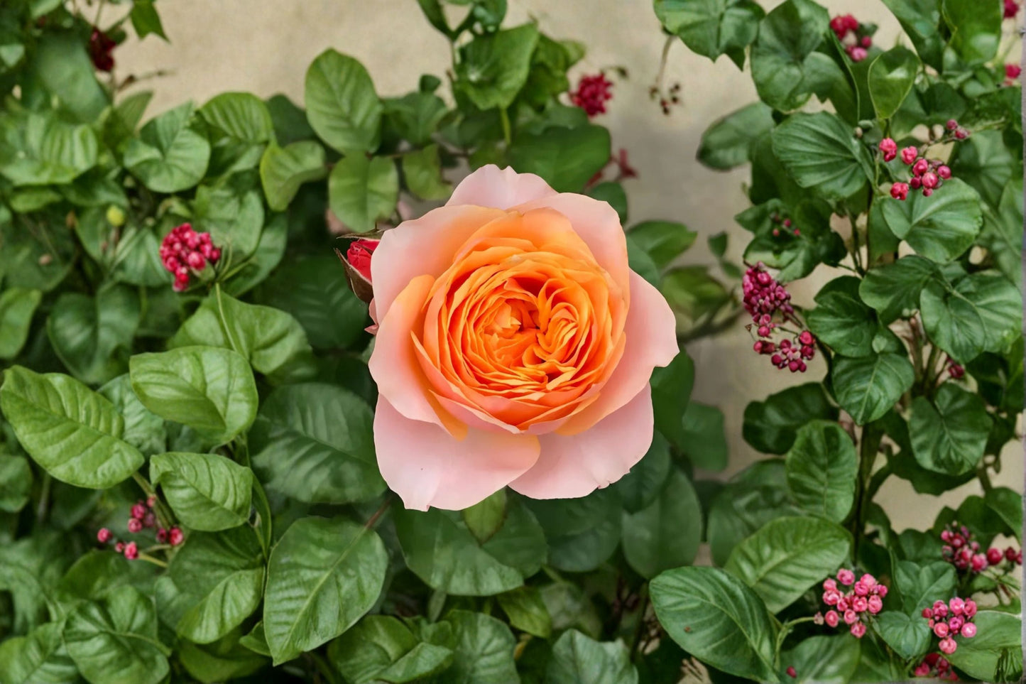 Vuvuzela Rose Live Plant – Fragrant Garden Rose – Own Root, Vibrant Blooms, Scented, Garden Flower, Rosa hybrida
