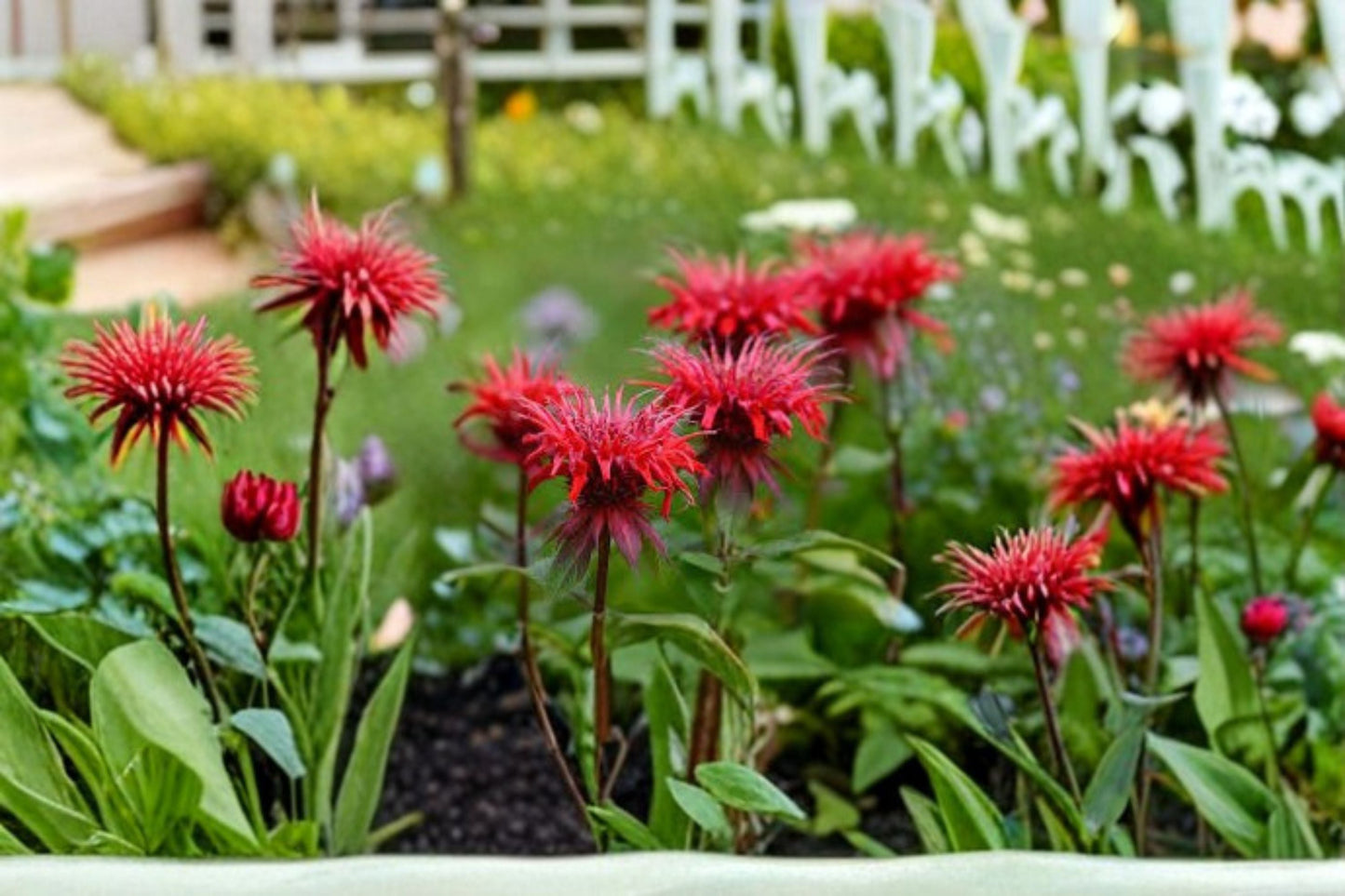 Bee Balm Plant – Monarda didyma – Red Flowers, Fragrant Blooms, Pollinator Attractant for Gardens and Borders