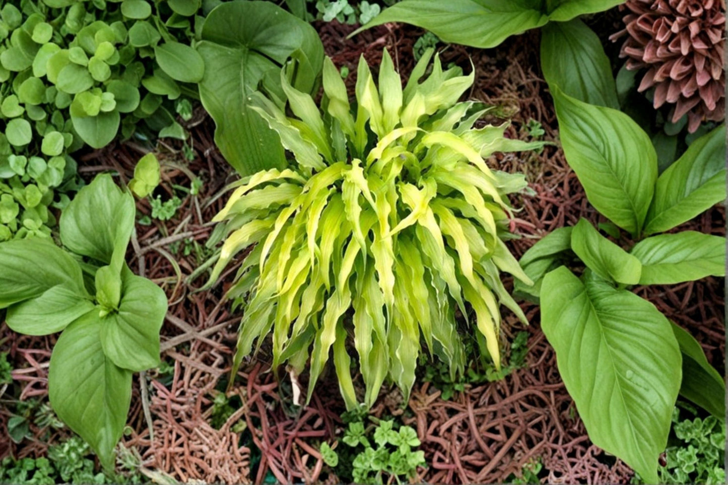 Curly Fries Hosta Plant – Variegated Green and Cream Foliage – Perennial Shade Garden Plant (Hosta ‘Curly Fries’)