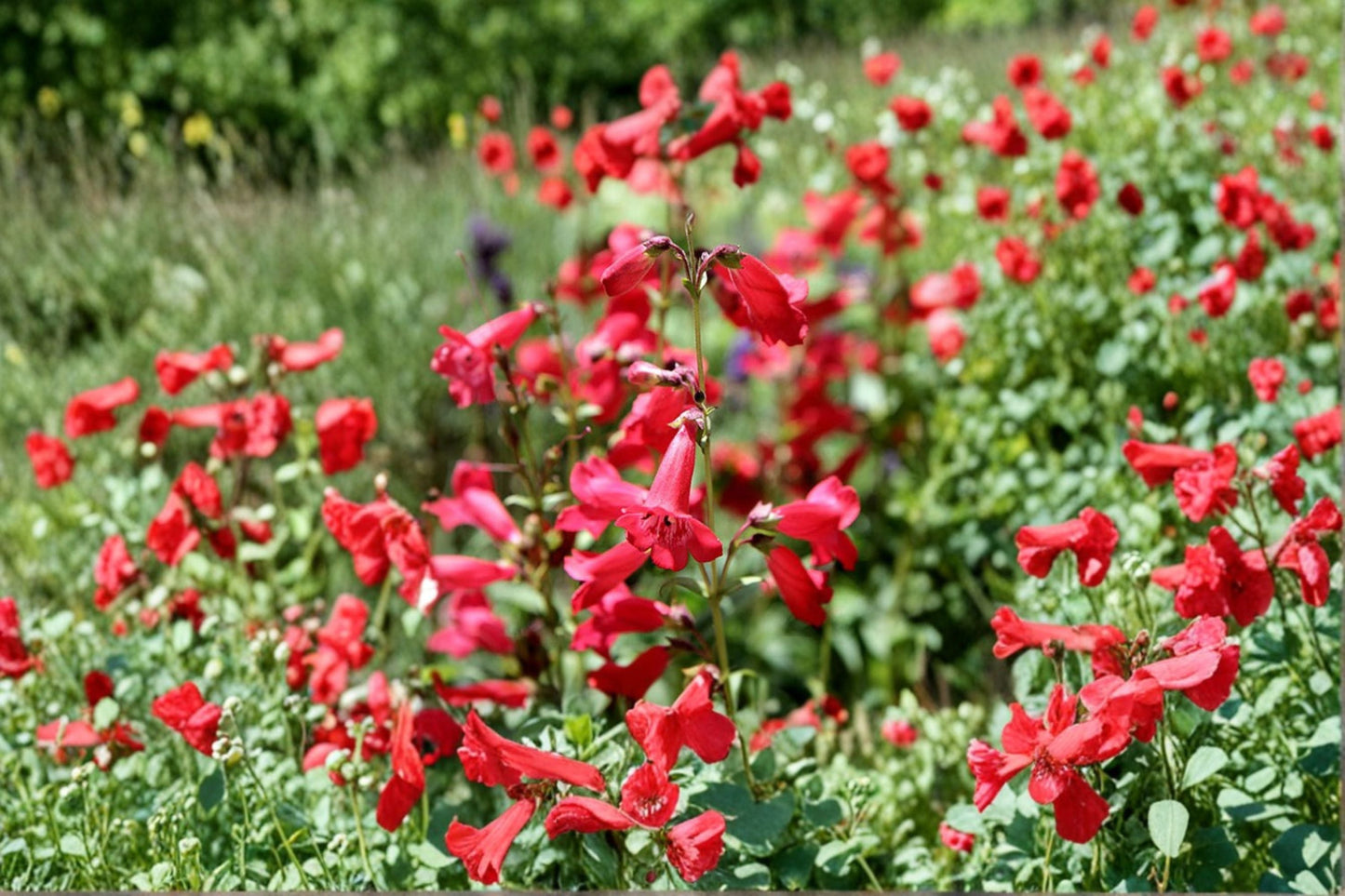 Penstemon Plant – Flowering Perennial – Vibrant Tubular Blooms – Penstemon spp. for Garden, Pollinator Attractant