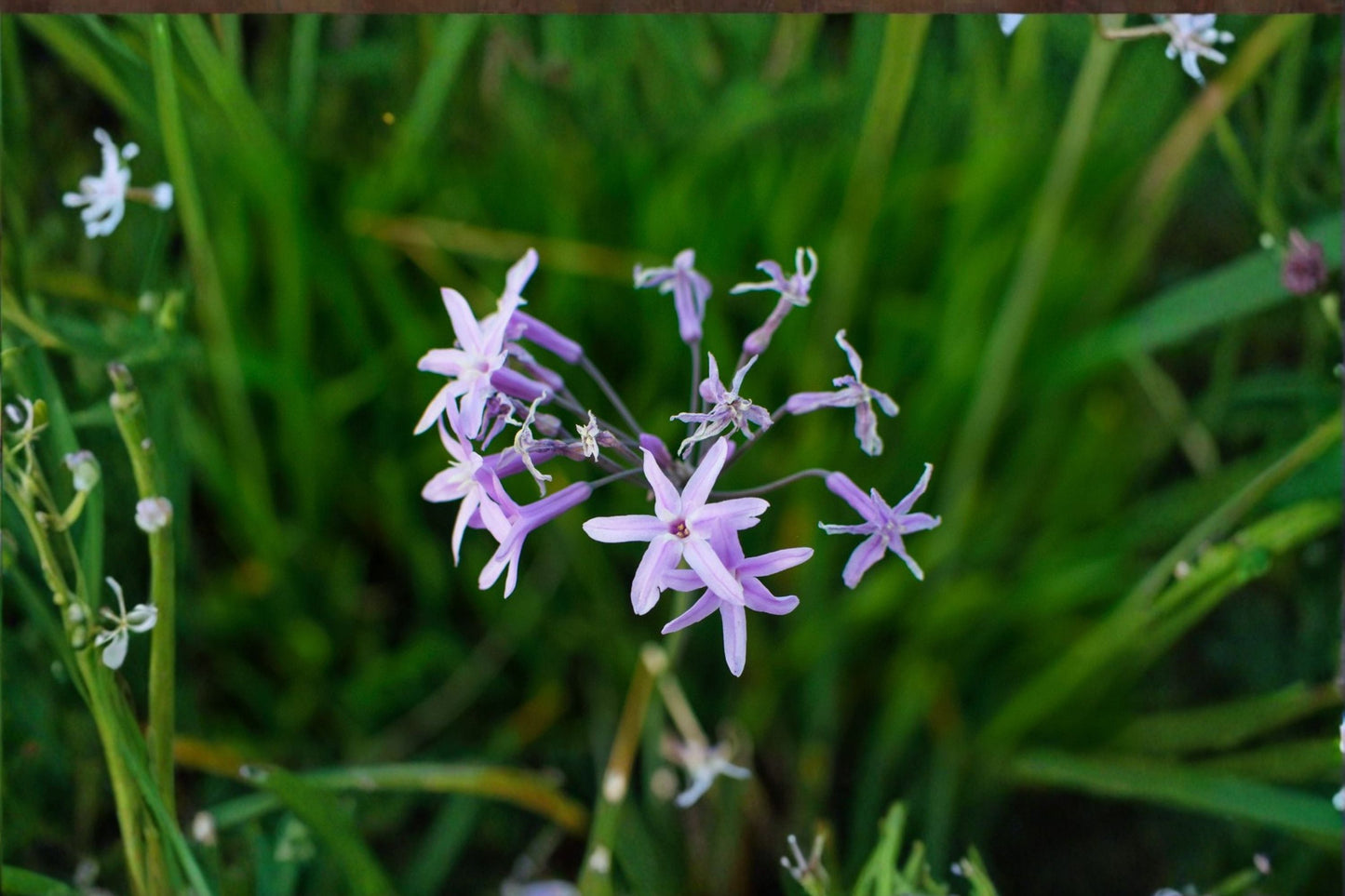 Society Garlic Live Plant – Lilac Pink Flowers – Fragrant Perennial – Allium schoenoprasum