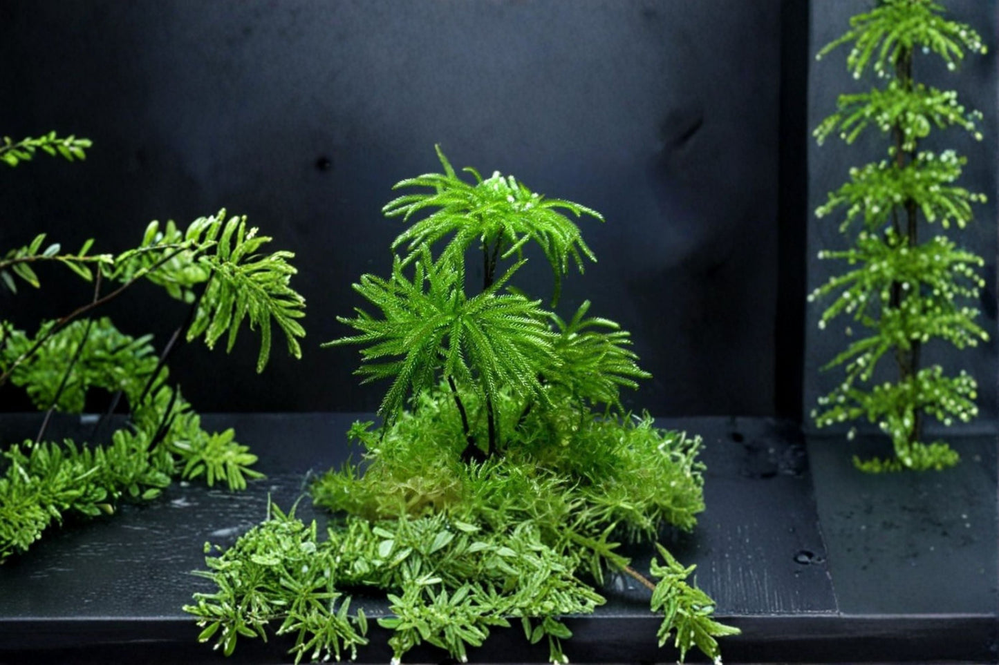 Climacium Tree Moss Plant – Climacium dendroides, Dense Green Moss for Terrariums & Decor