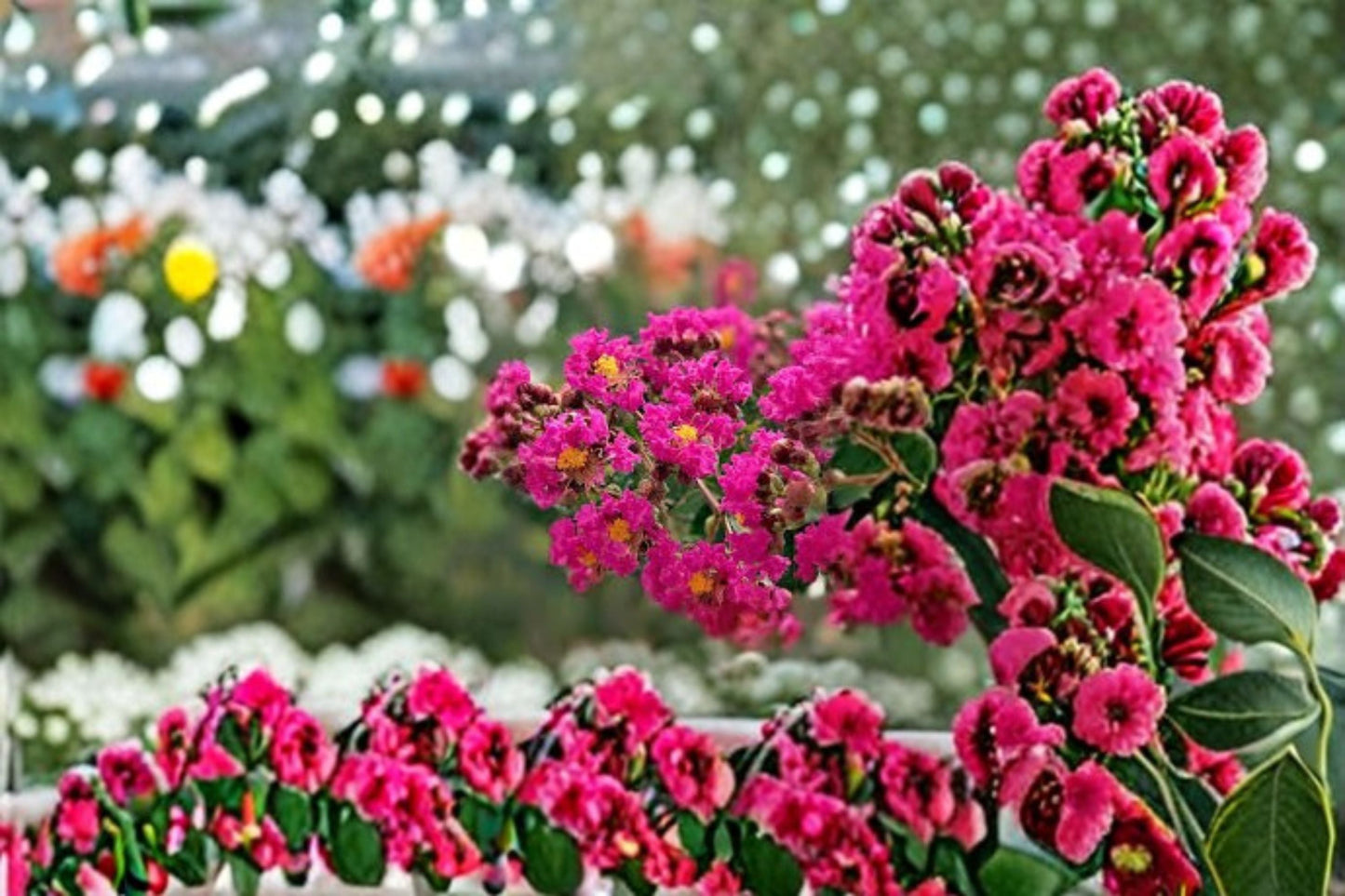Tonto Crape Myrtle Live Plant – Hot Pink Flowering Tree – Lush Foliage, Drought-Tolerant, Landscaping, Patio Container, Lagerstroemia indica