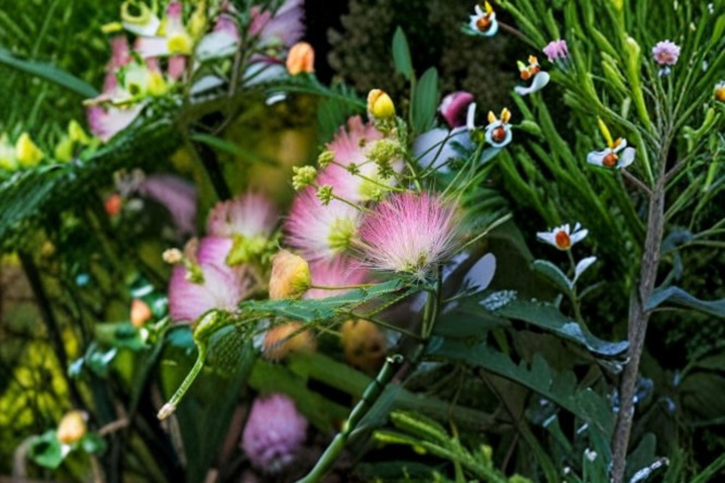 Pink Mimosa Cuttings – Albizia julibrissin – Fluffy Pink Flowers, Fern-Like Foliage, Garden Shrub Propagation, 12 Pack