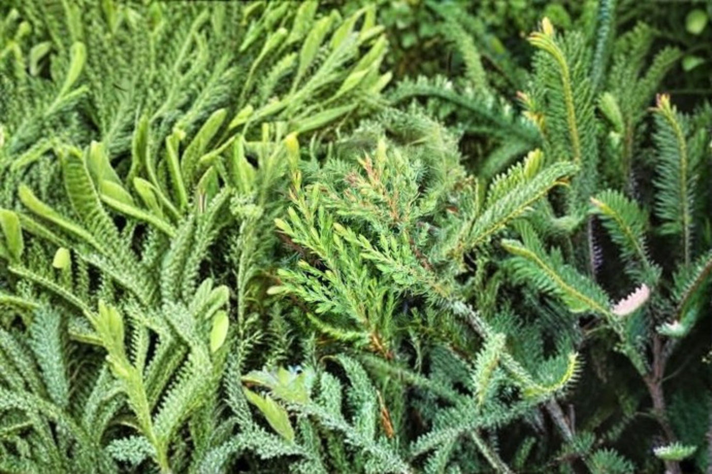 Green Carpet Juniper Plant – Juniperus communis ‘Green Carpet’ Low-Growing Evergreen Ground Cover