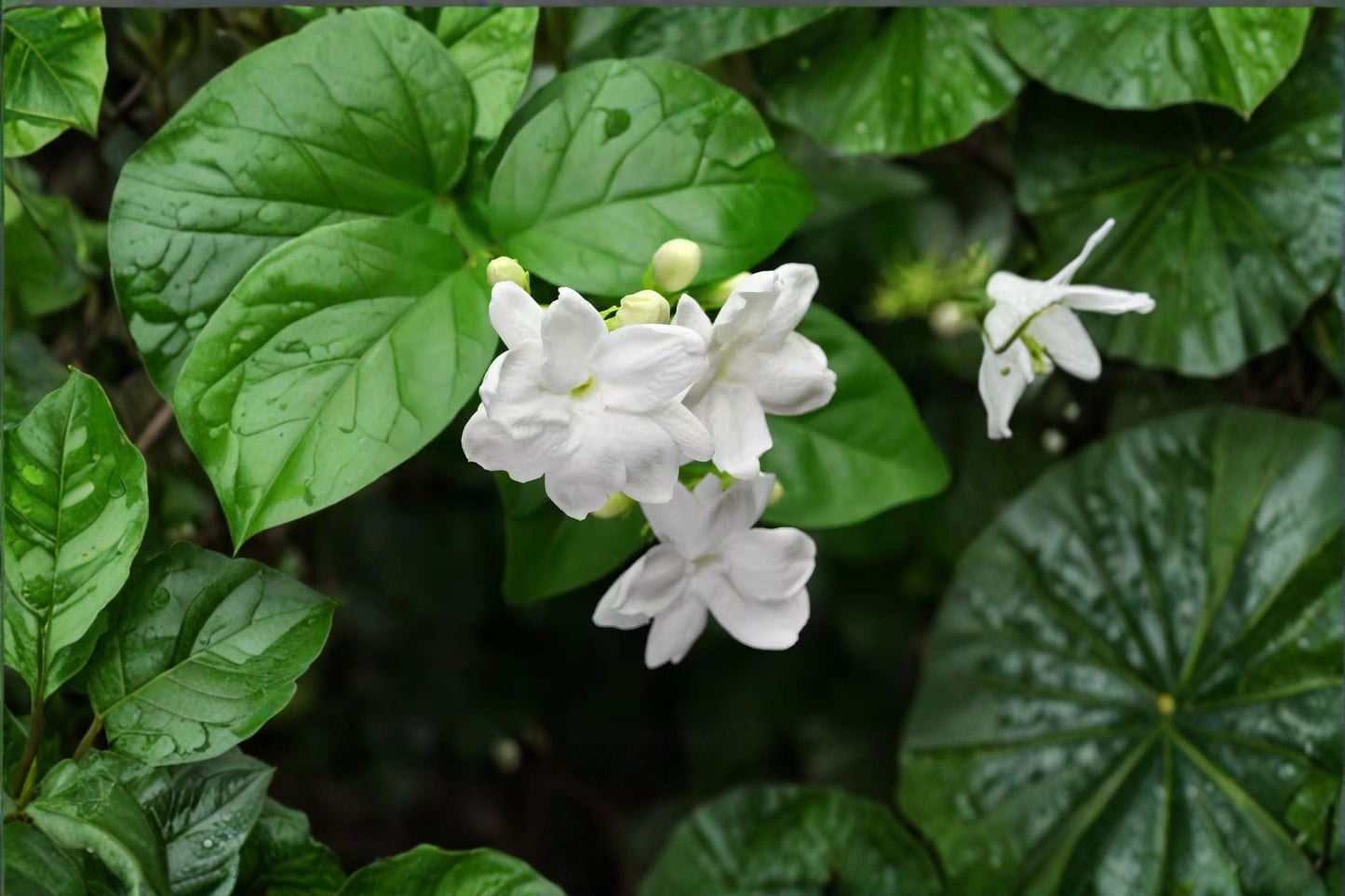 Jasmine Sambac Live Plant – 12 Inch Pot – Fragrant White Blossoms – Jasminum sambac Indoor Garden Plant
