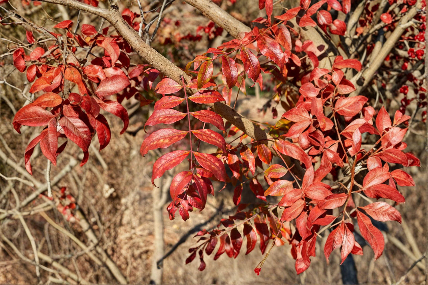 Chinese Pistache Tree – Pistacia chinensis – Drought-Tolerant Deciduous Tree for Landscaping and Gardens