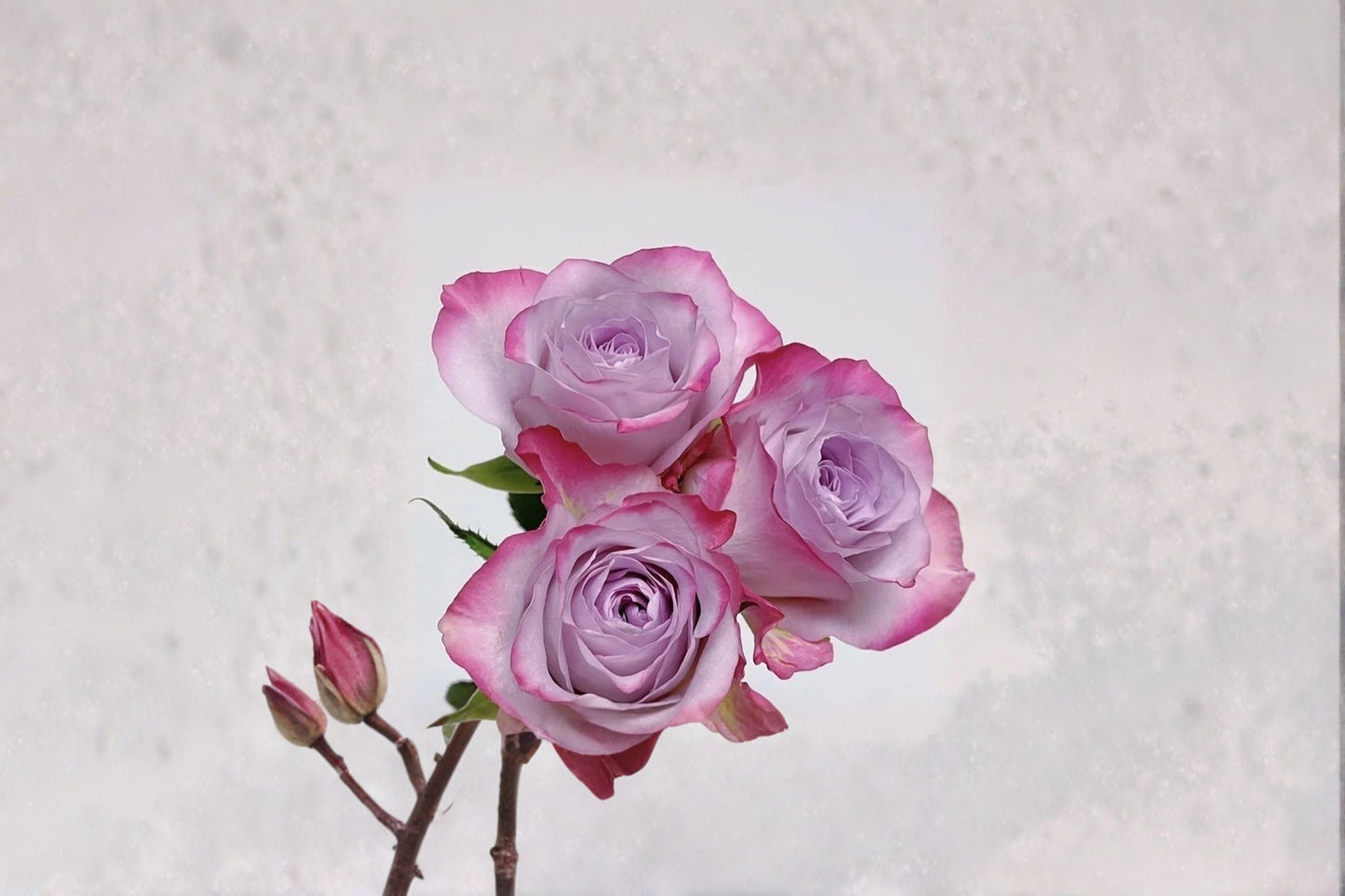 Glamorous Rose Live Plant – Own Root Repeat Cut Rose – Vibrant Blooming Garden Flower – Rosa spp.