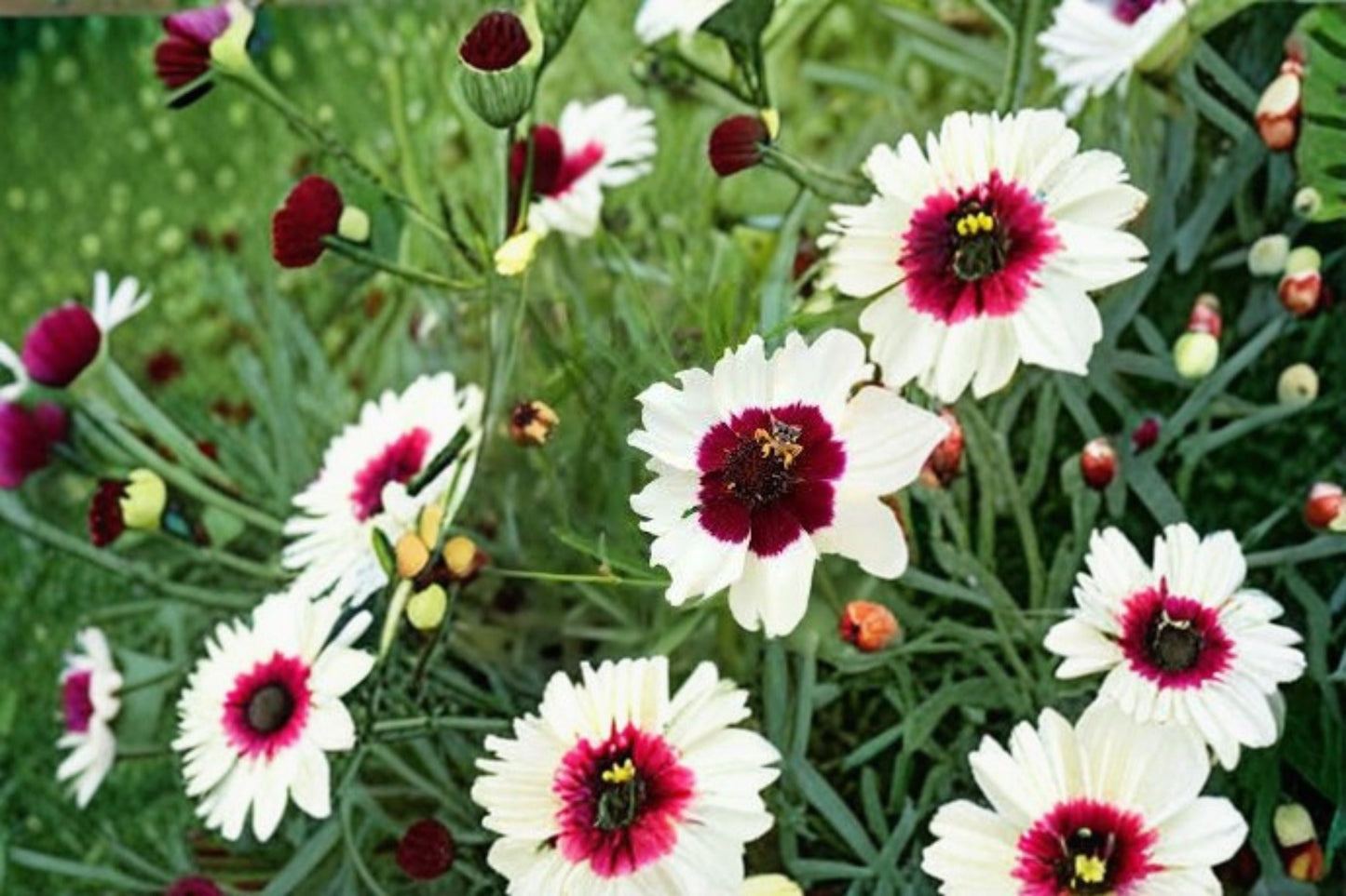Ice Wine Coreopsis Live Starter Plant – Satin & Lace™ Series – Coreopsis 'Ice Wine' – Vibrant Yellow with Red Highlights