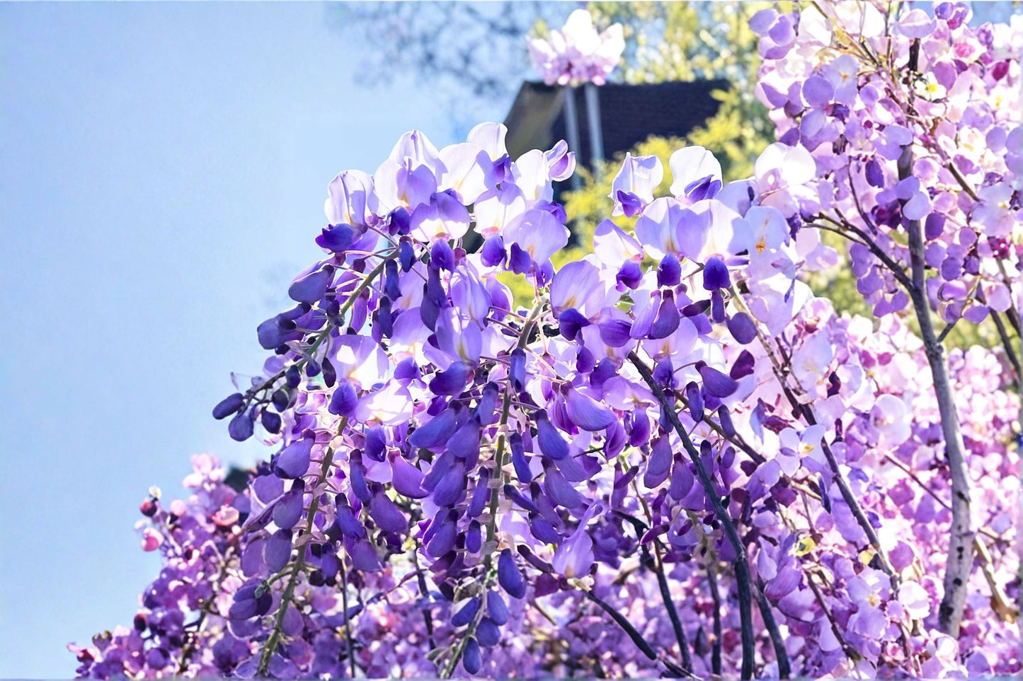 Lavender Wisteria Live Plant – Flowering Wisteria Vine for Garden, Trellis, Fence, or Arbor – Fragrant Lavender Blooms, Outdoor Plant