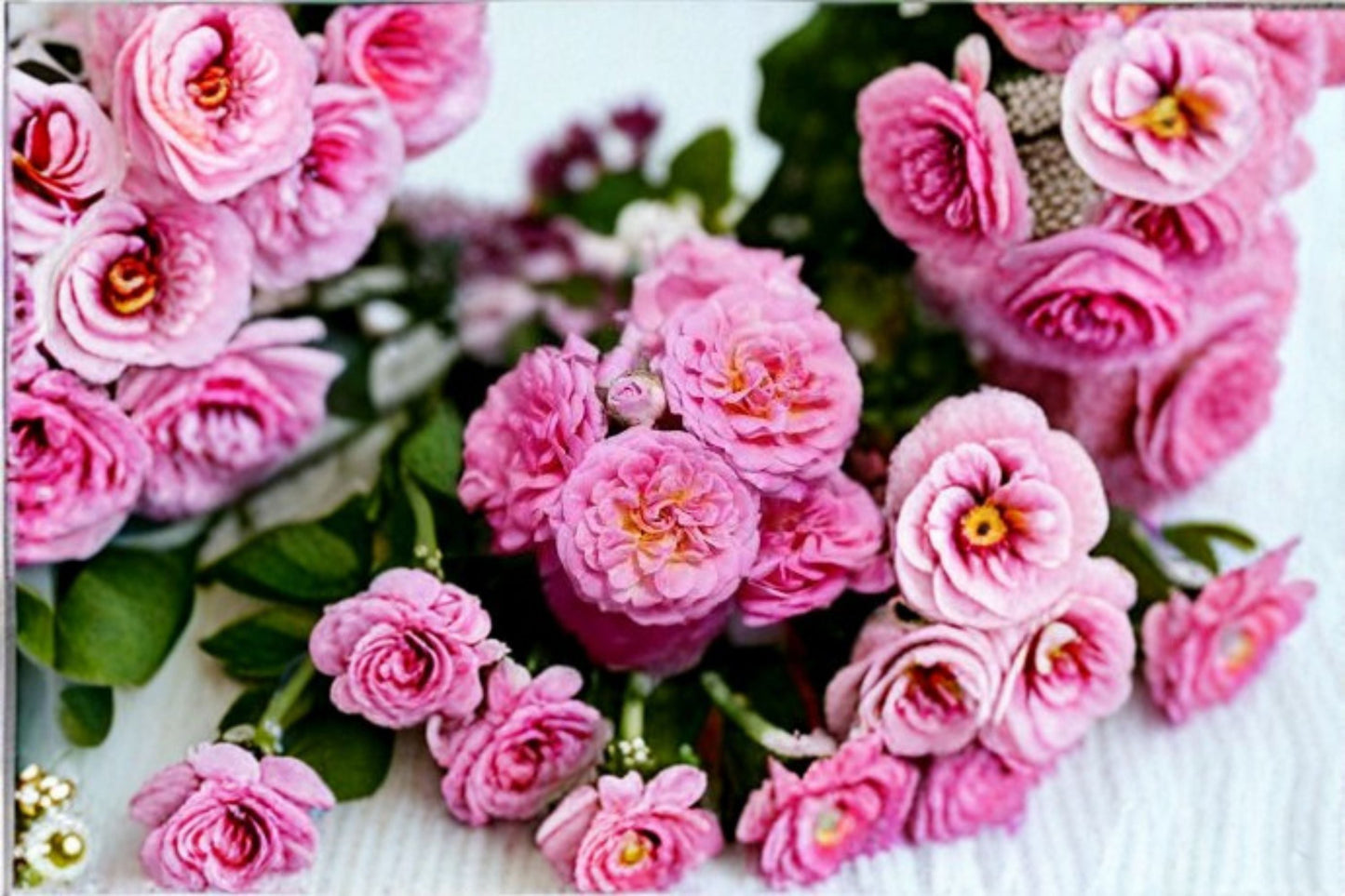Sweet Drift® Pink Rose Live Plant 1 Quart – Groundcover Shrub Rose with Pink Blooms, Fragrant, Low Maintenance, Rosa 'Sweet Drift'
