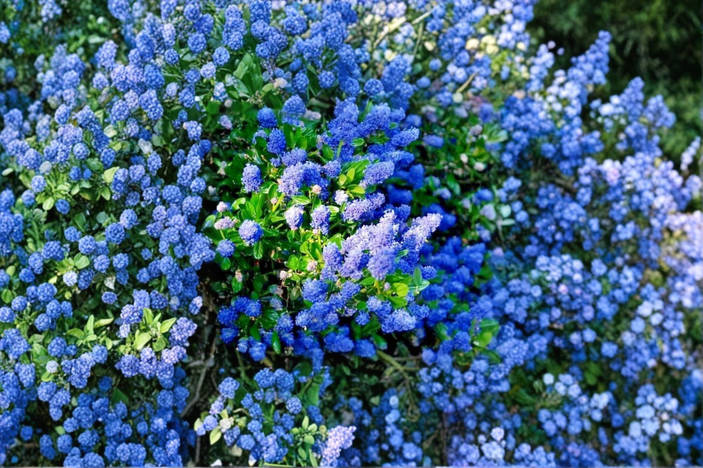 California Lilac Cuttings – 6 Inch Unrooted Ceanothus spp. Flowering Shrub for Garden Propagation