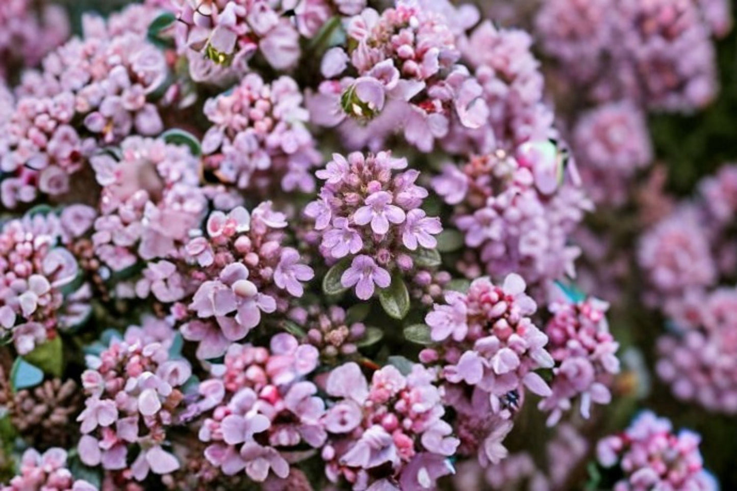Elfin Thyme Plant – Ground Cover, Aromatic, Compact Thymus serpyllum ‘Elfin’ for Rock Gardens & Edging
