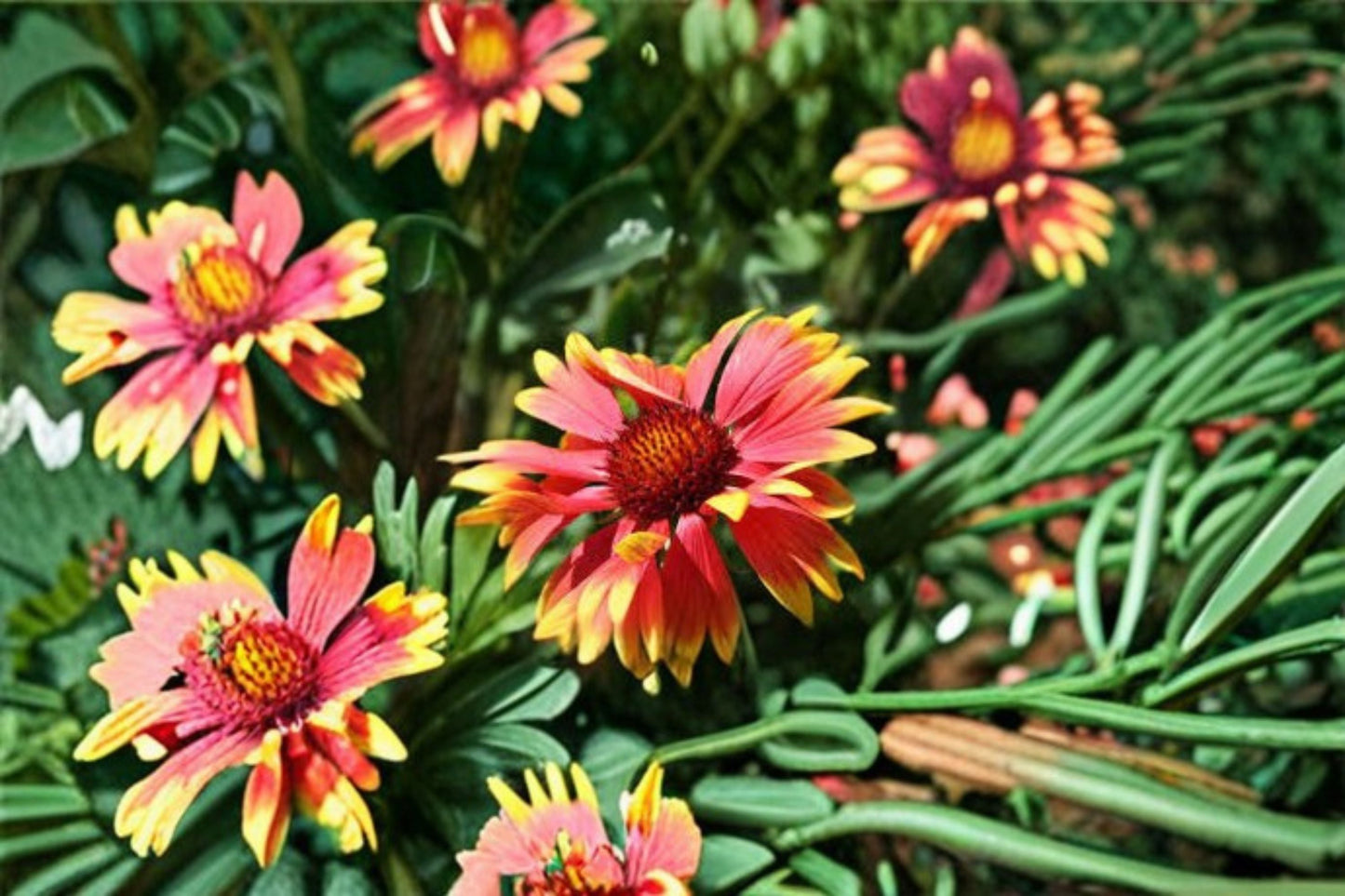 Blanket Flower Plant – Gaillardia spp. – Bright Red, Orange, Yellow Blooms – Drought Tolerant Perennial for Garden Borders & Containers
