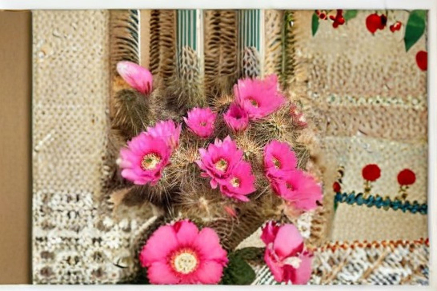 Hedgehog Cactus Plant – Stars and Stripes Echinopsis Succulent – Spiny Desert Plant for Indoor & Outdoor Gardens