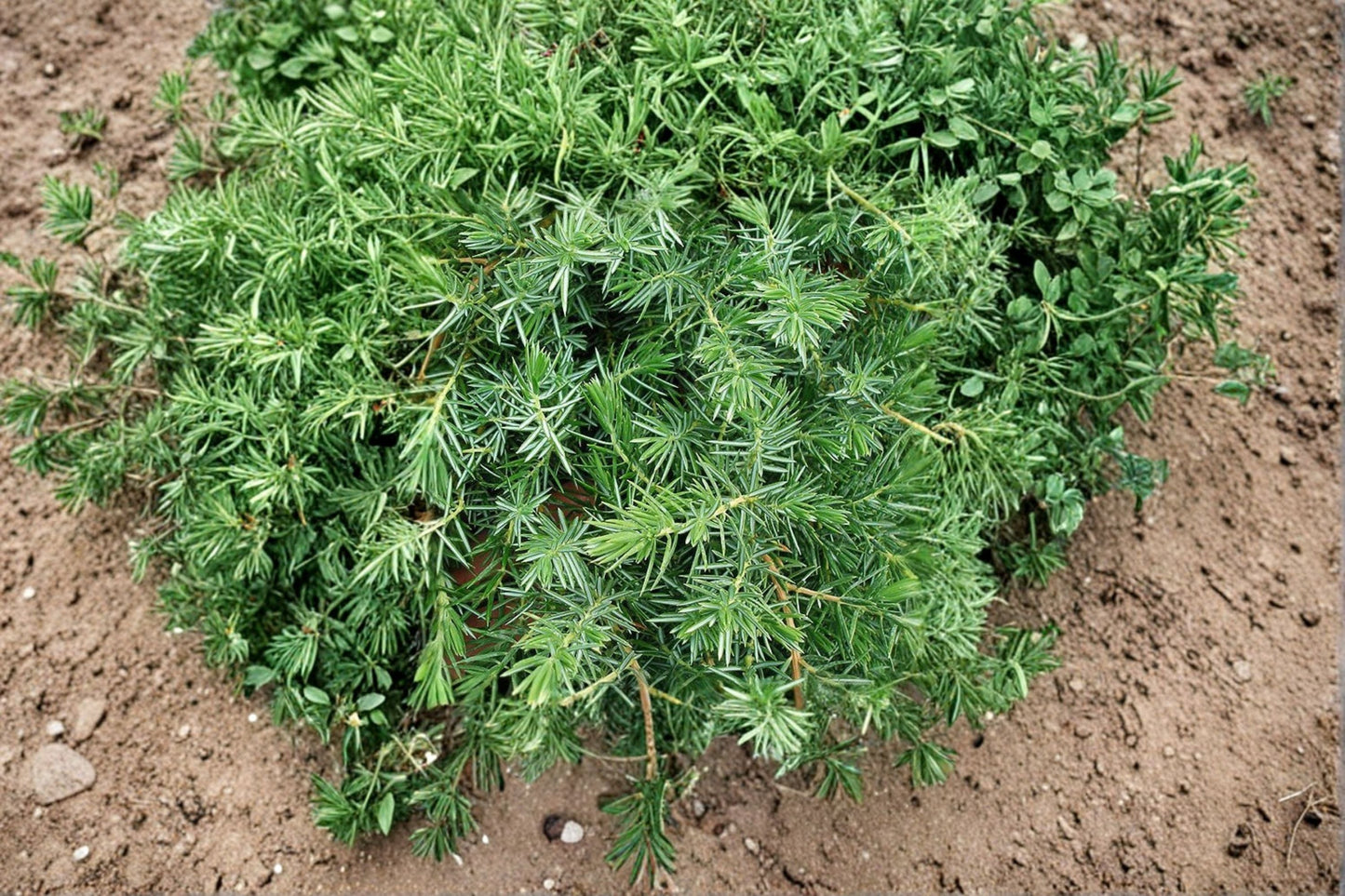 Blue Pacific Juniper Plant – Juniperus conferta Ground Cover, Evergreen, Blue Foliage, Low-Growing, Hardy Landscaping Plant
