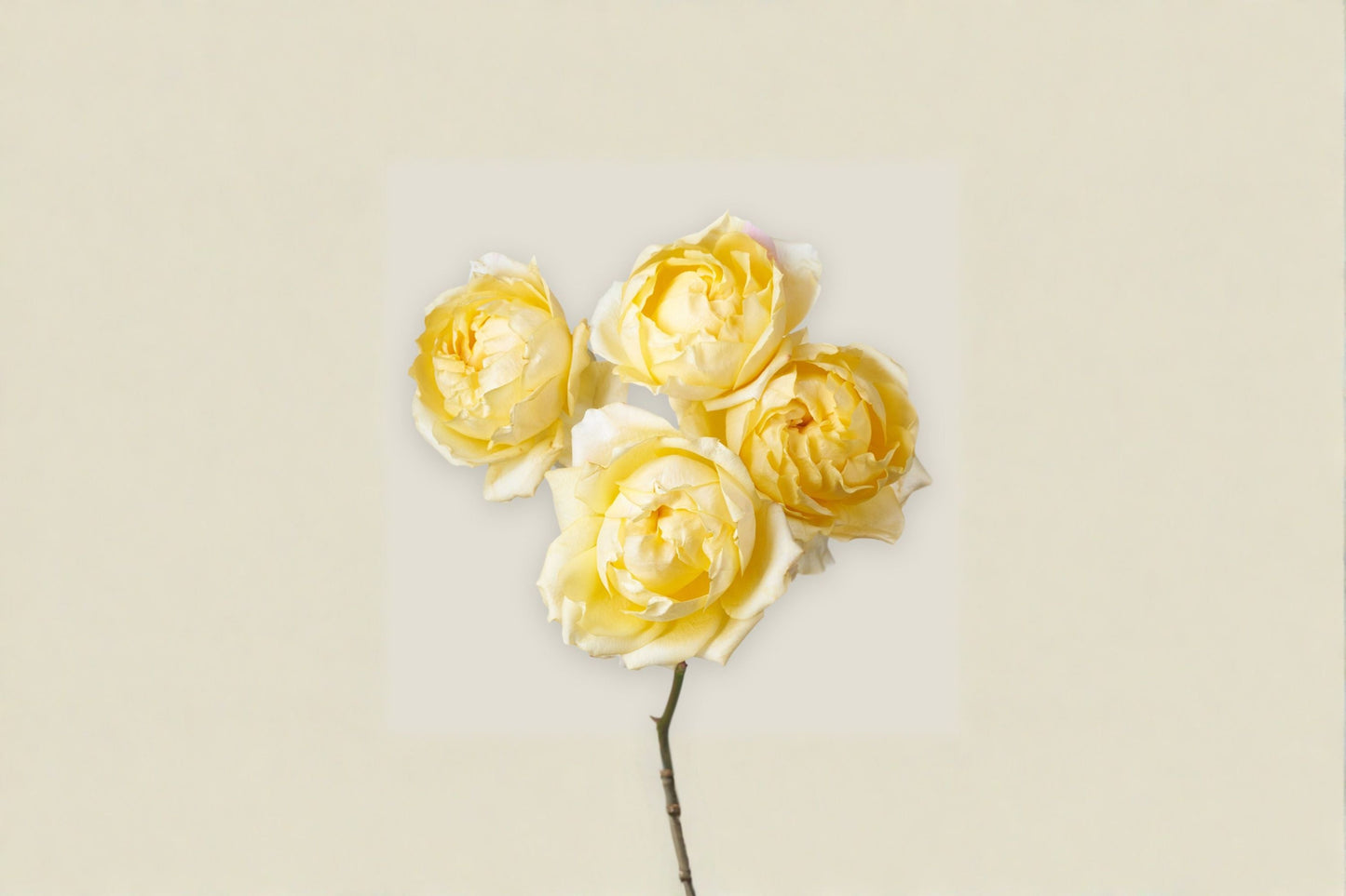 Lemon Julieta Rose Live Plant – Yellow Peony Style Garden Rose – Fragrant Outdoor Flowering Plant – Rosa ‘Lemon Julieta’