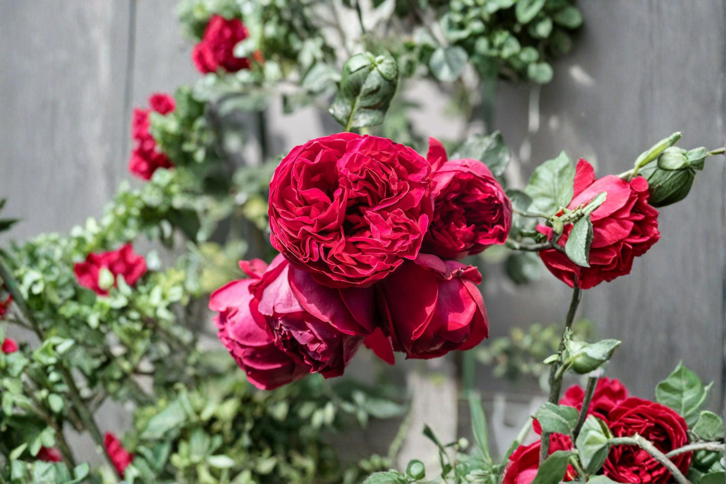 Red Eden Climbing Rose Live Starter Plant – Rosa Own Root, Deep Red Blooms, Garden Trellis, Fences, Wall Climber