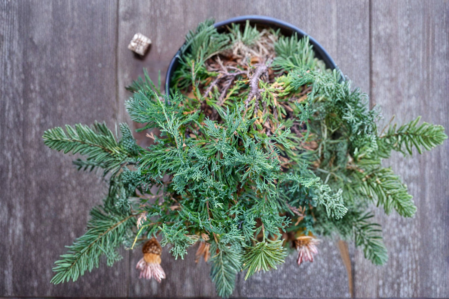 Bar Harbor Juniper Plant – Juniperus horizontalis ‘Bar Harbor’ – Evergreen Ground Cover with Blue-Green Foliage
