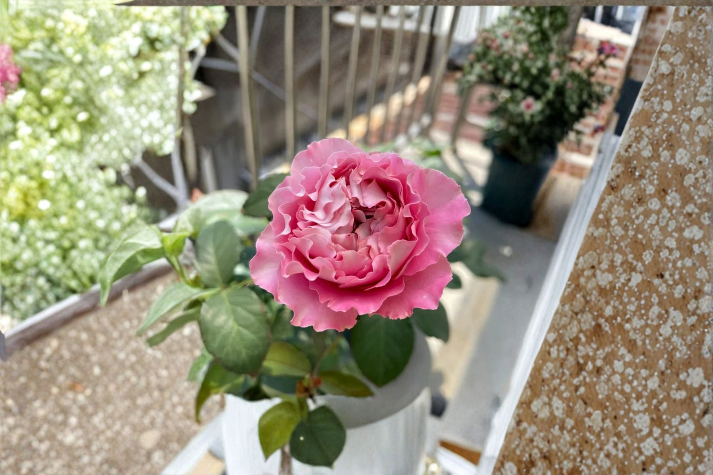 Cherry Blossom Rose Live Plant – Pink Repeat Bloom Garden Rose – Rosa ‘All Four’