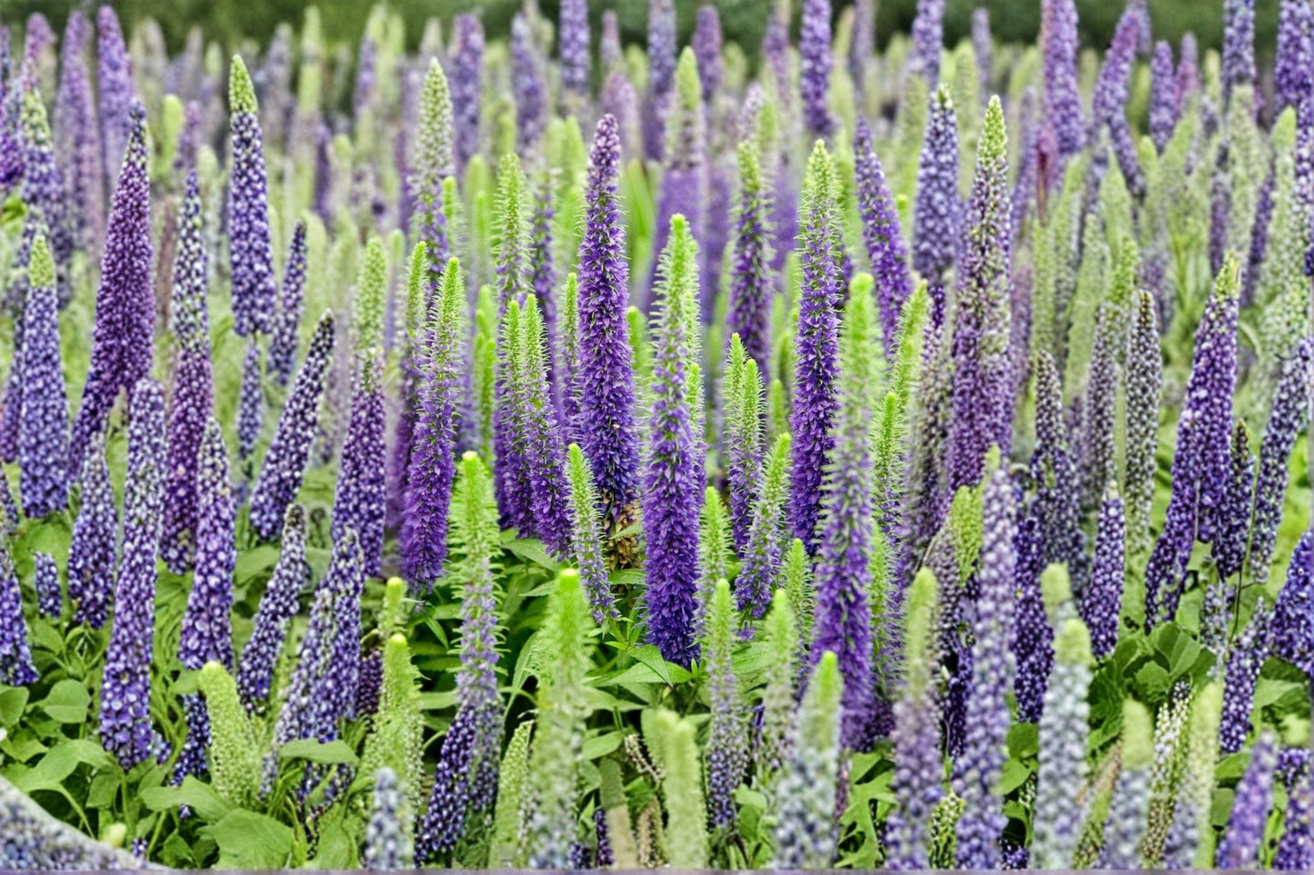 Veronica Speedwell Live Plug Plant – Pink Flowering Perennial – Well Rooted Garden Plant – Veronica sp.