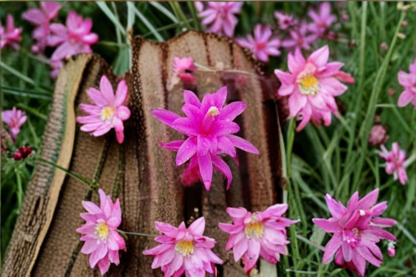 Aporocactus CandyFloss 3 Cuttings – Aporophyllum Hybrid with Vibrant Flowers, Easy Care Succulent Plant