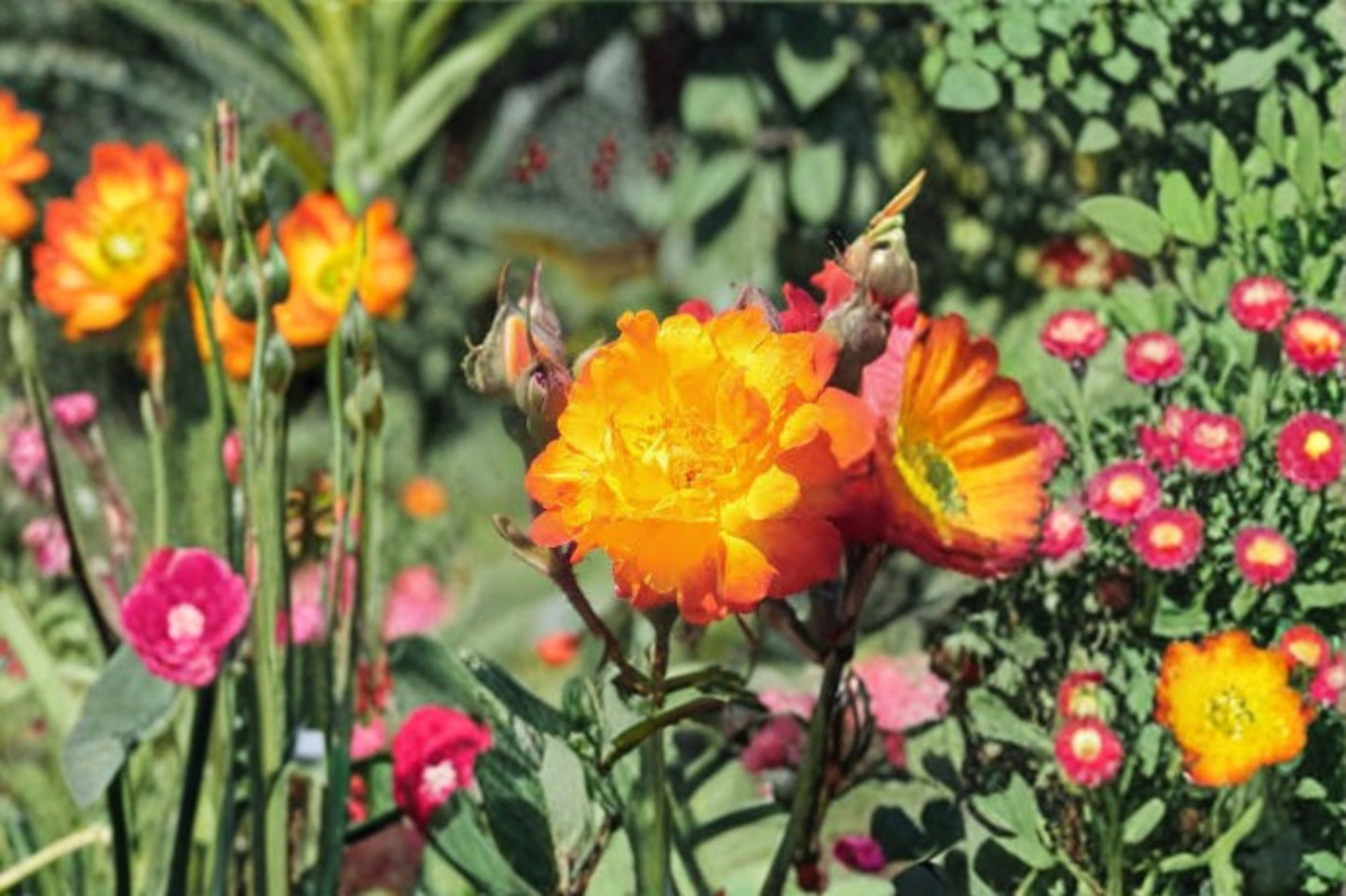 Piñata Climbing Rose Live Starter Plant – Rosa Own Root, Vibrant Blooming Garden Rose, Fragrant, Durable, Trellis, Fencing, Flowering Plant