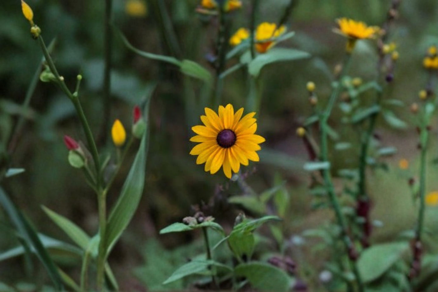 Black Eyed Susan Live Plant – Rudbeckia hirta Perennial with Bright Yellow Flowers for Garden Borders and Pollinator Attraction