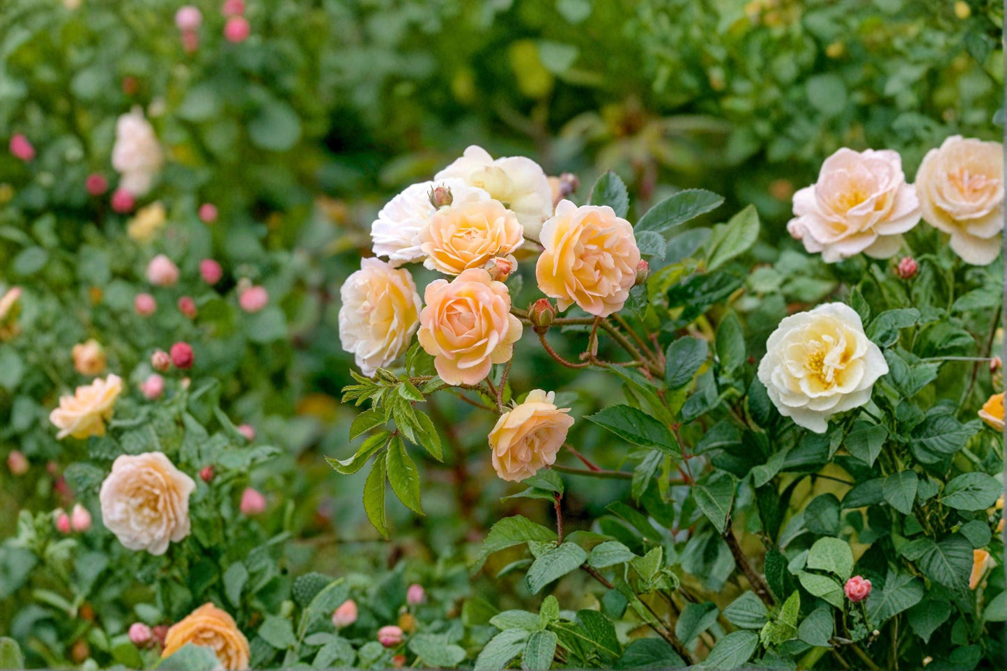 Ghislaine de Feligonde Rose 3 Cuttings, Climbing Apricot Rose, Rosa ‘Ghislaine de Feligonde’ for Garden, Flowering, Easy to Root