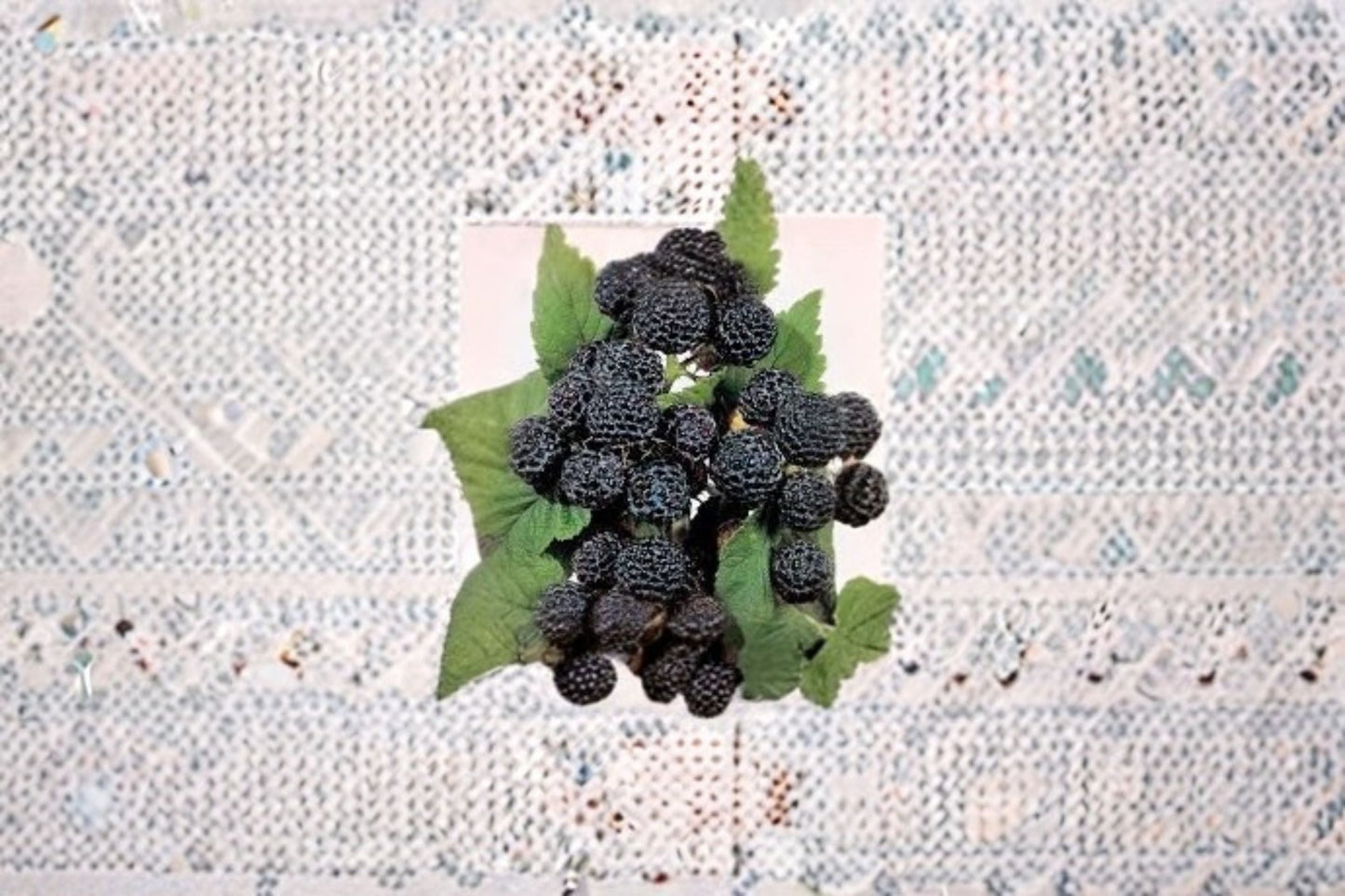 Jewel Black Raspberry Live Starter Plant – Rubus occidentalis – Edible Berry Plant for Zones 4-8