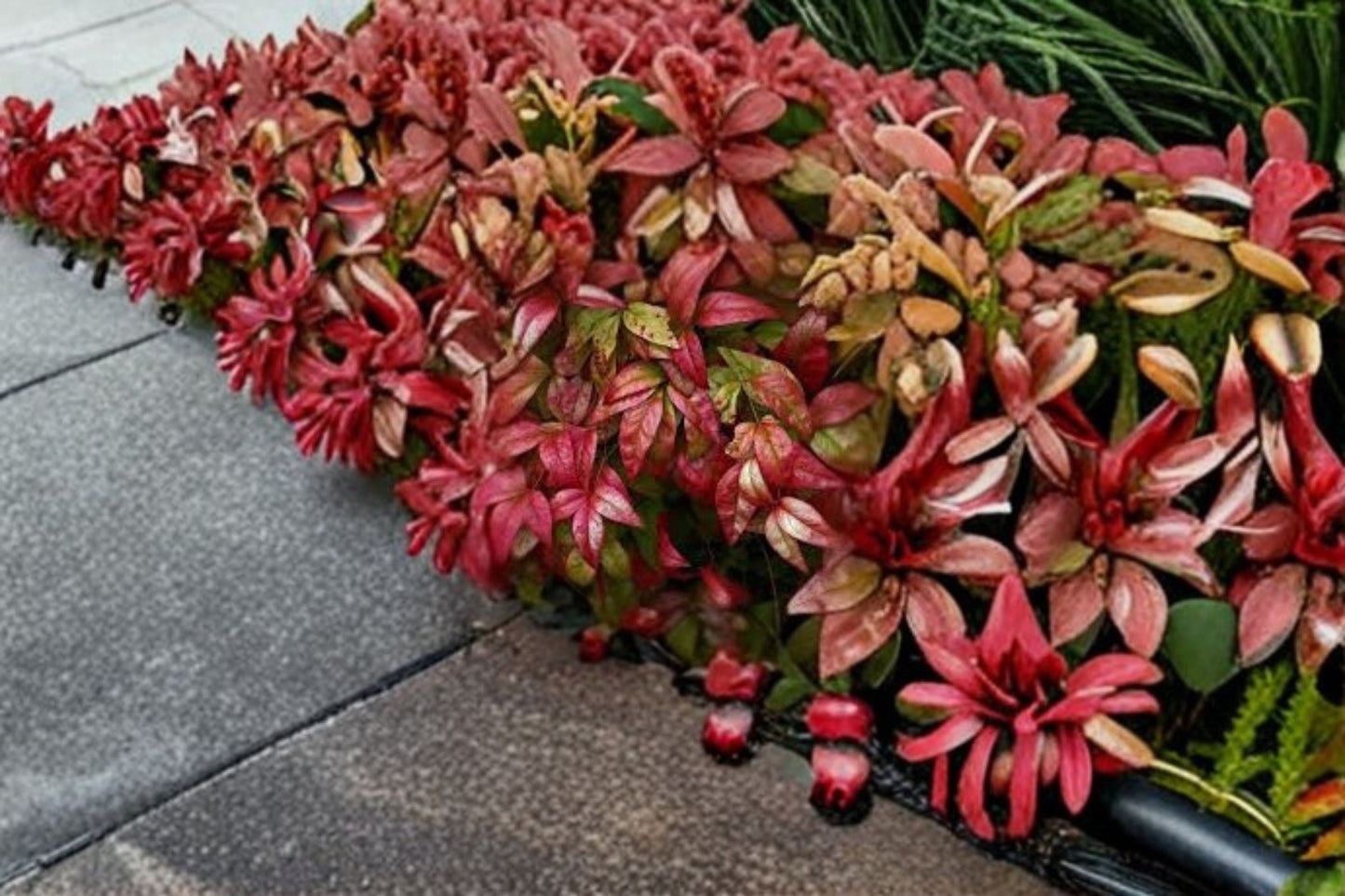 Fire Power Heavenly Bamboo Plant – Nandina domestica ‘Firepower’ – Vibrant Red Foliage, Compact, Evergreen Shrub for Garden Borders