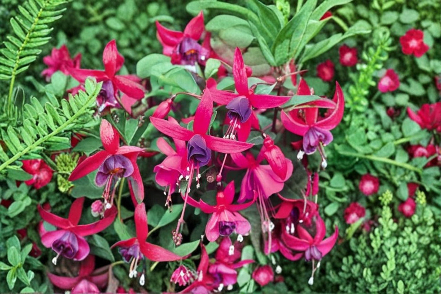 Fuchsia Live Plant – Hanging Flowering Plant – Hummingbird Attractant – Fuchsia spp. – Easy Care Garden Plant