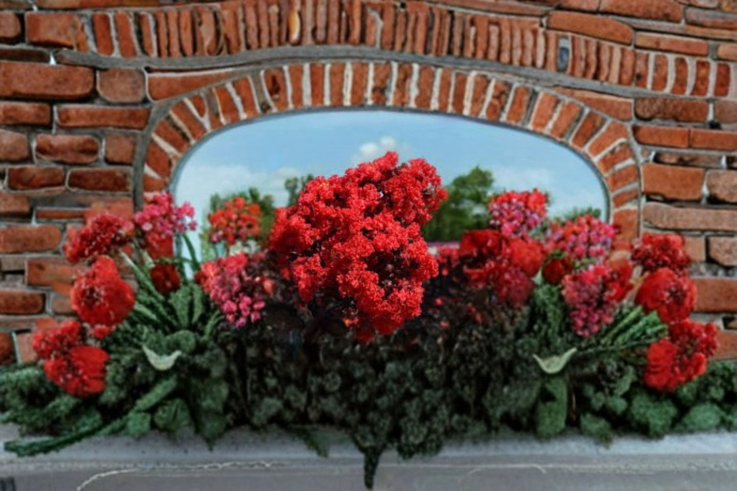 Ruby Thunderstruck Crape Myrtle Live Plant – Red Flowering Tree, Bright Summer Blooms, Hardy Landscape Tree, Lagerstroemia indica