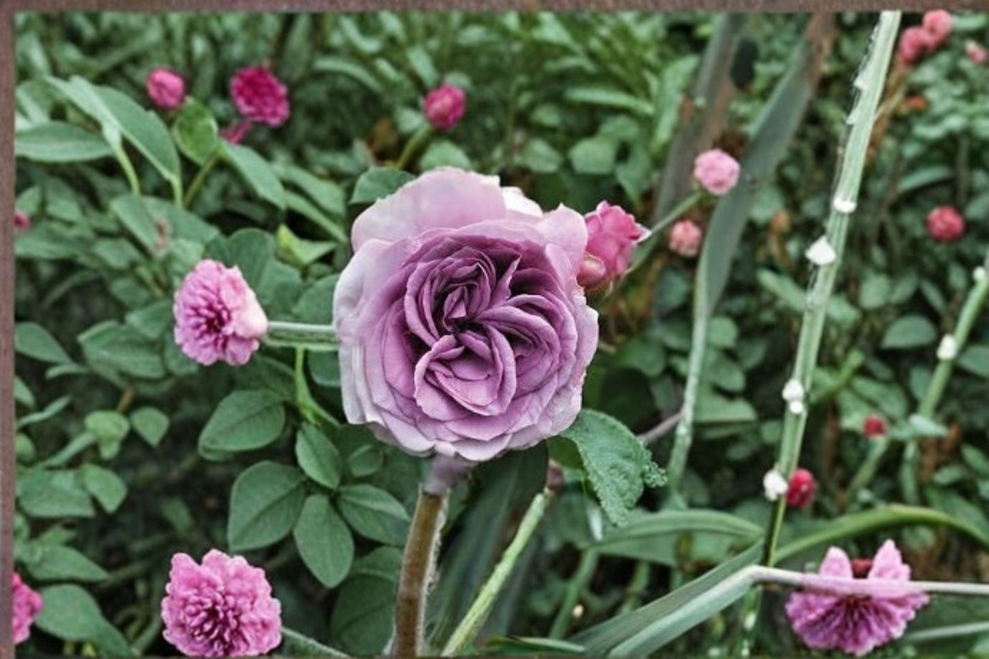 Quicksilver Climbing Rose Live Starter Plant – Rosa Own Root, Silvery-Pink Blooms, Garden Trellis Fence Climber