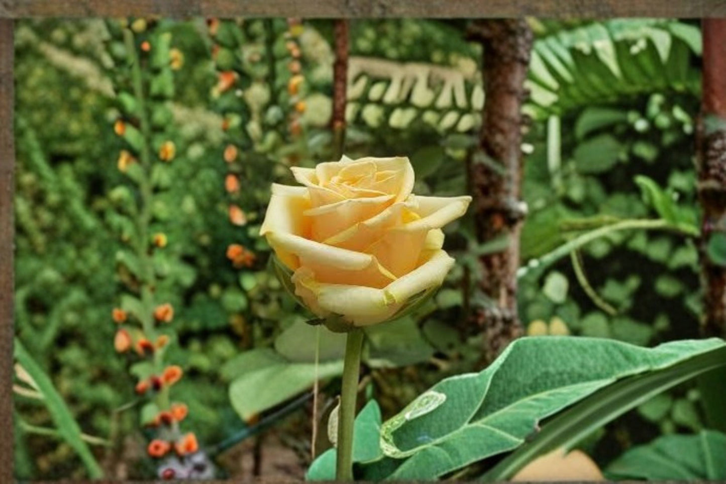 Yellow Oriole Rose Live Plant – Soft Yellow Fragrant Garden Rose – Rosa ‘Yellow Oriole’