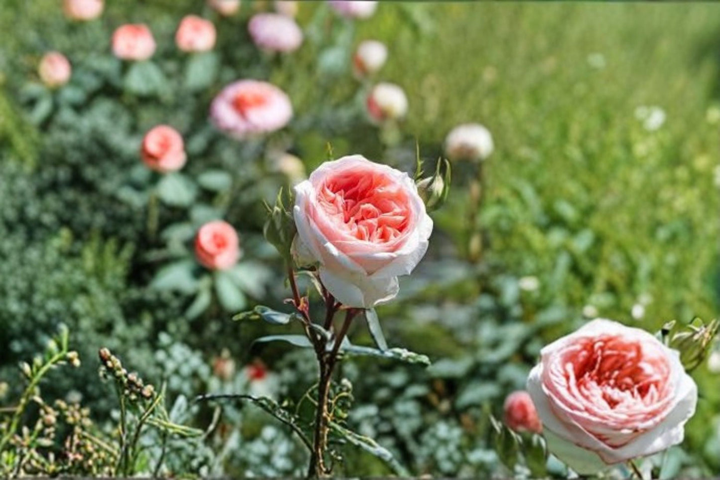 Bliss Rose Live Plant – Fairytale Magic Garden Rose – Own Root Flowering Shrub for Garden and Landscape