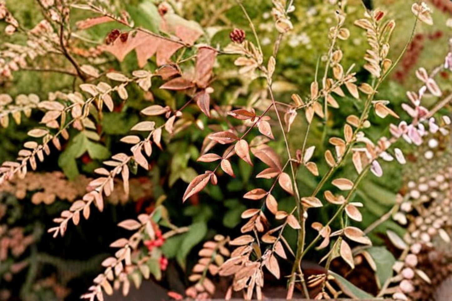 Heavenly Bamboo Plant – Nandina domestica – Vibrant Foliage, Compact, Easy Care, Garden Border, Container Plant