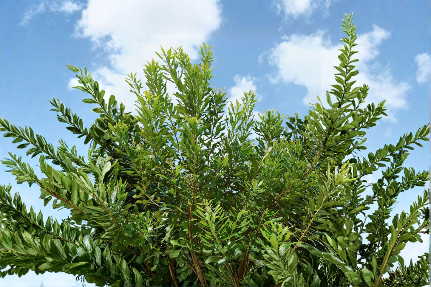 Wax Myrtle Live Plant – Evergreen Privacy Screen Shrub – Dense Foliage – Myrica cerifera