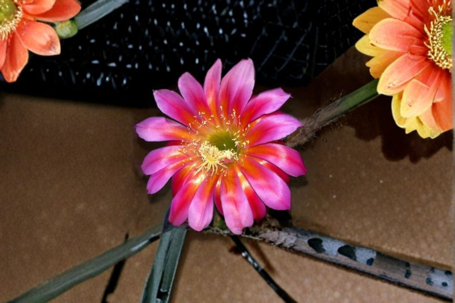 Aporocactus Temple Glow 3 Cuttings – Hybrid Cactus with Vibrant Tubular Flowers for Hanging Baskets and Containers