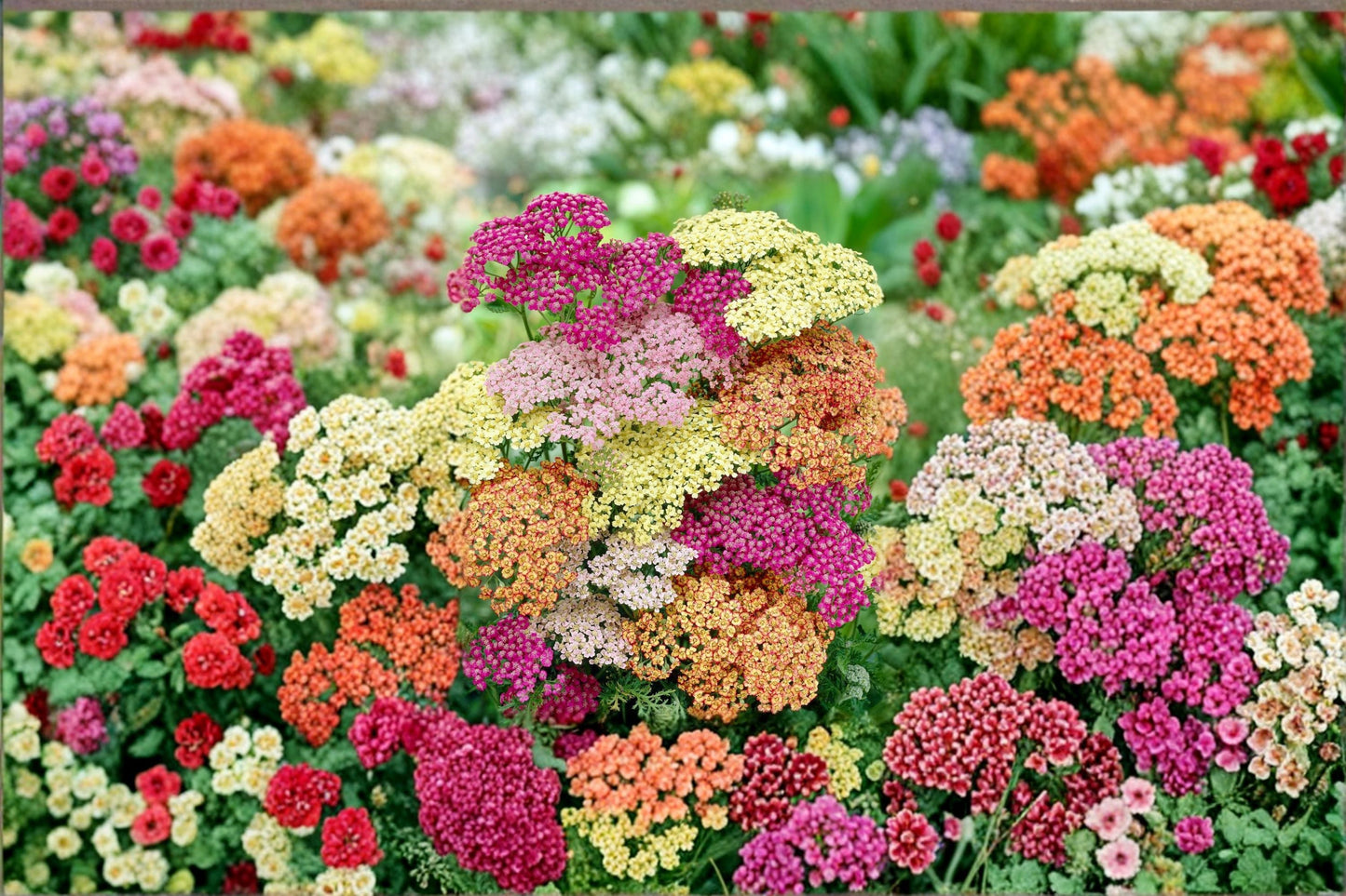 Yarrow Plant – Achillea millefolium – Hardy Perennial Flower for Gardens and Landscaping