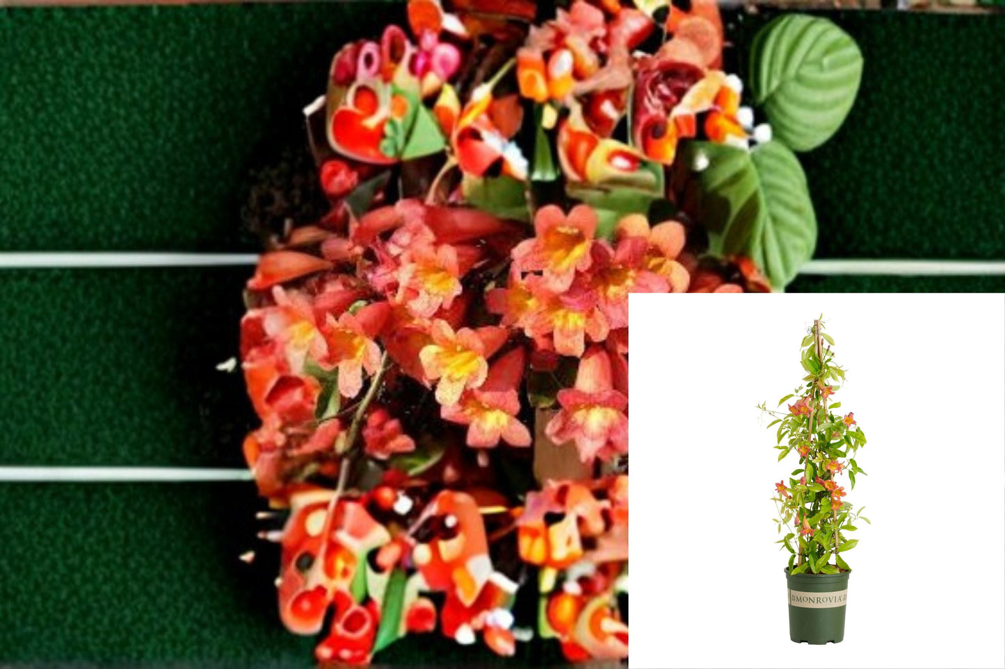 Tangerine Beauty Crossvine Plant – Bignonia capreolata – Vibrant Orange Flowers, Climbing Evergreen Vine for Fences & Walls