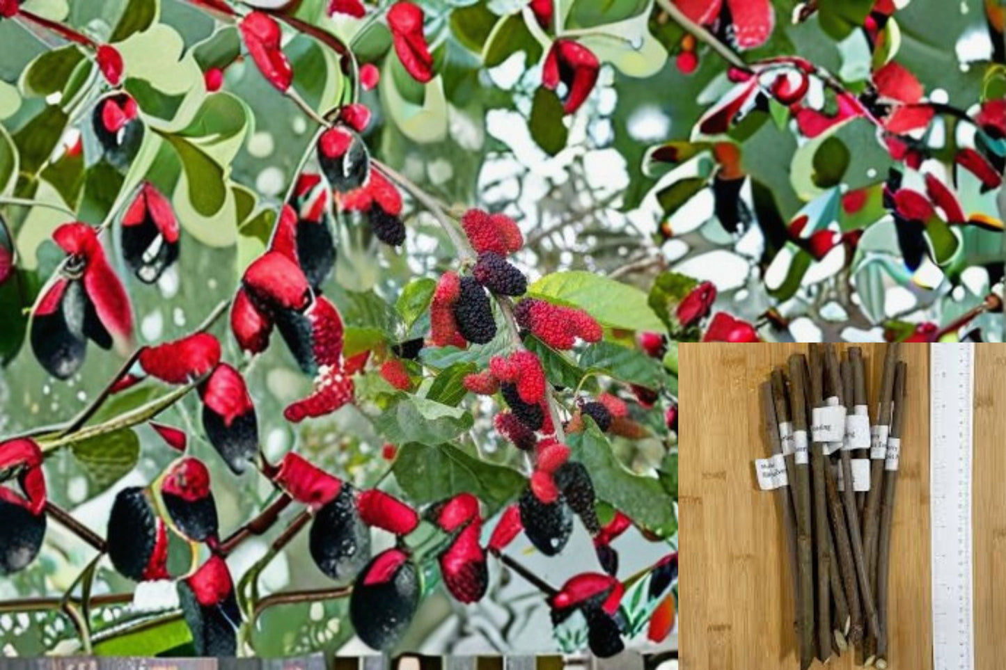 Illinois Everbearing Mulberry Cuttings – Morus alba × rubra, Hardy Fruit Tree, Sweet Berries, Home Garden Plant