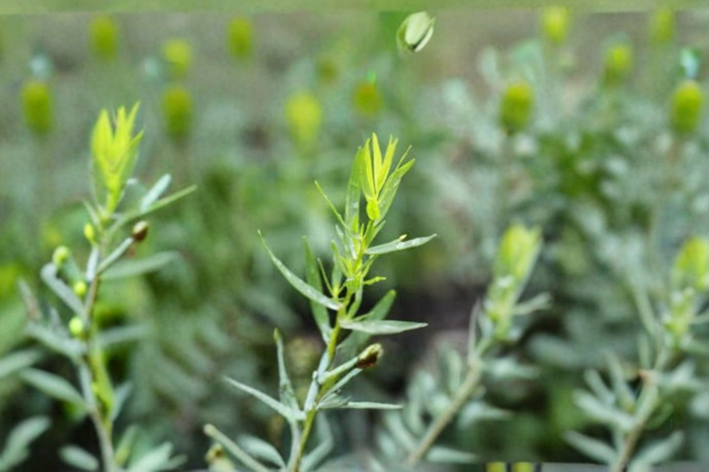 French Tarragon Plant – Artemisia dracunculus Herb for Cooking and Herb Gardens, Fresh Culinary Herb