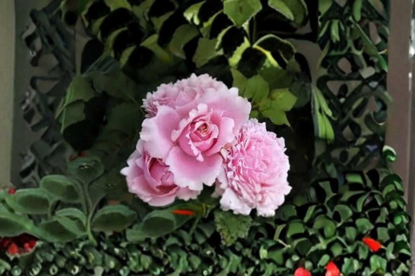 Sophie Rochas Rose Live Plant – Elegant Garden Rose with Vibrant Blooms – Rosa ‘Sophie Rochas’