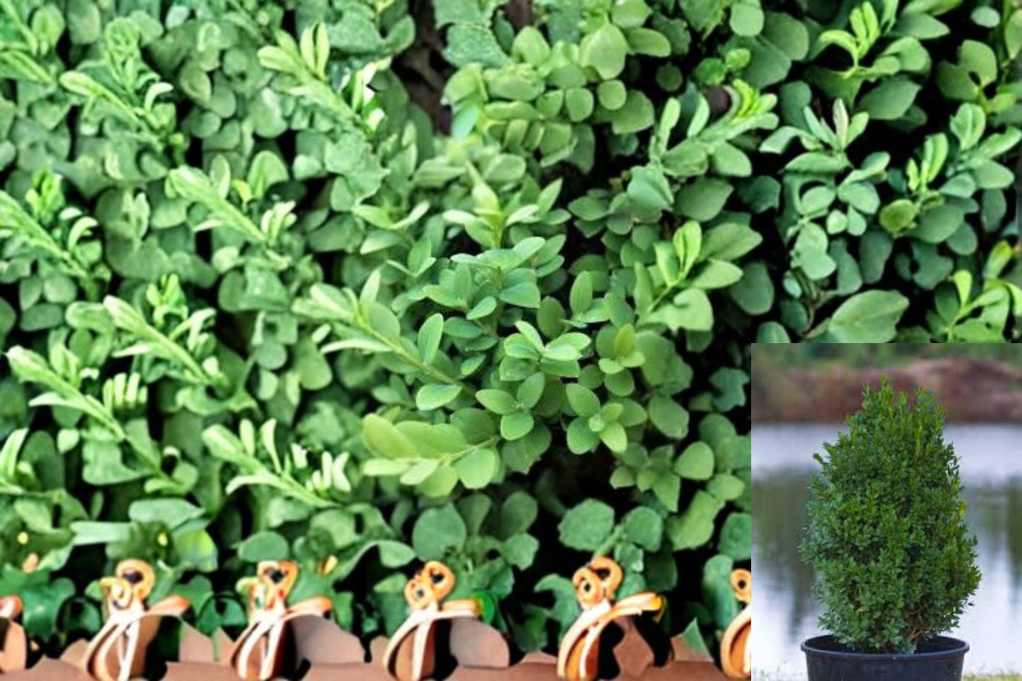 Green Mountain Boxwood Plant – Buxus ‘Green Mountain’ Evergreen Shrub for Hedges and Borders