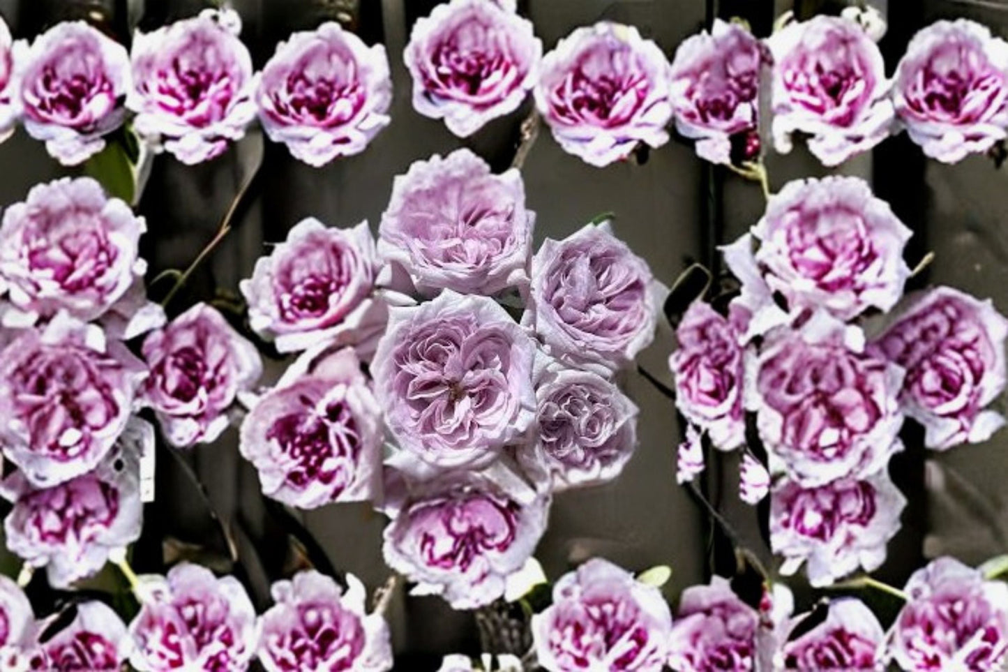 Purple O'Hara Rose Live Plant – Lavender Grey Fragrant Cut Rose – Rosa 'Purple O'Hara'