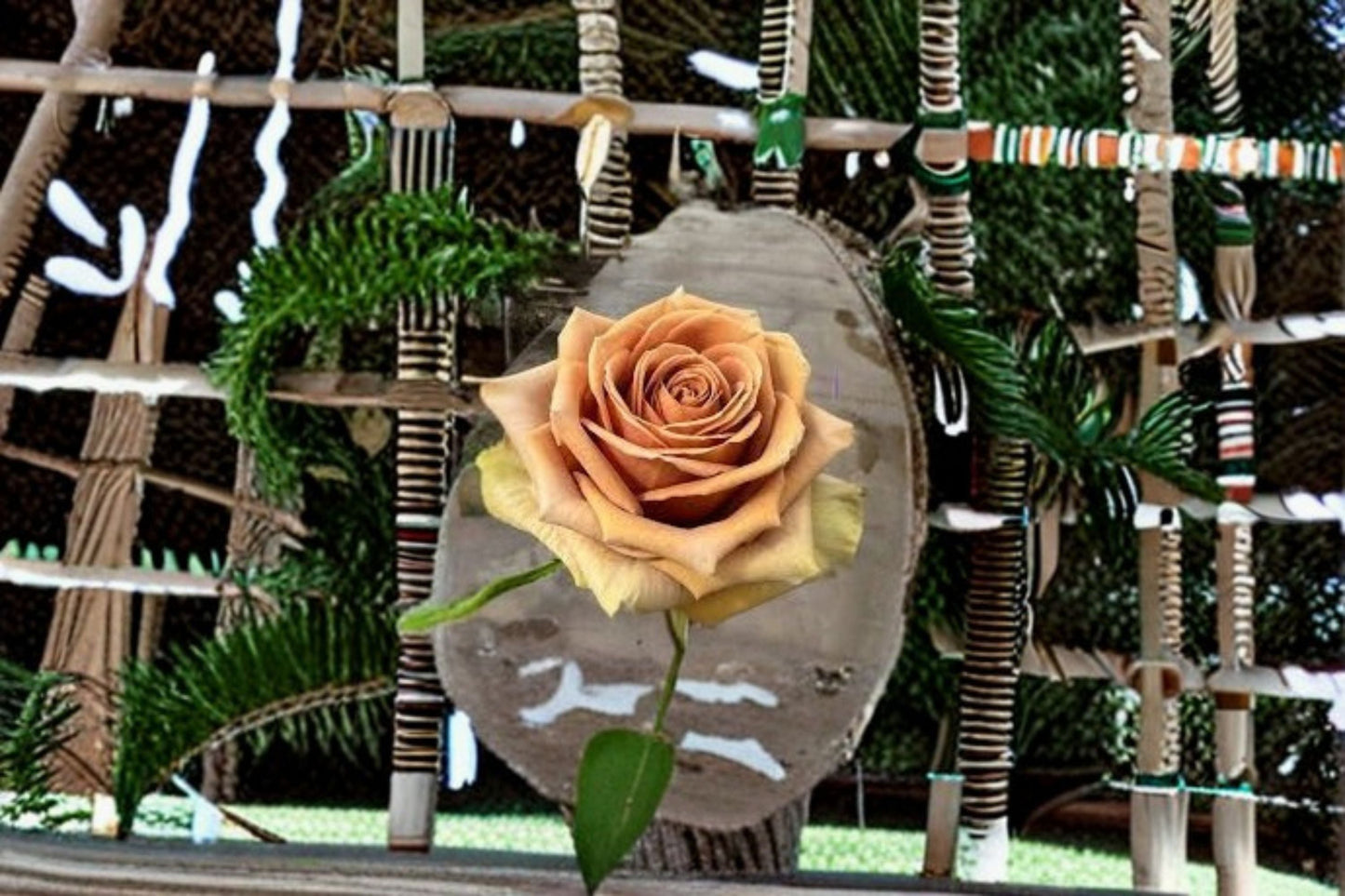 Teddy's Rose Live Plant – Brown Bohemian Garden Rose – Unique Warm Bloom – Hardy Outdoor Rose – Rosa ‘Teddy’s’